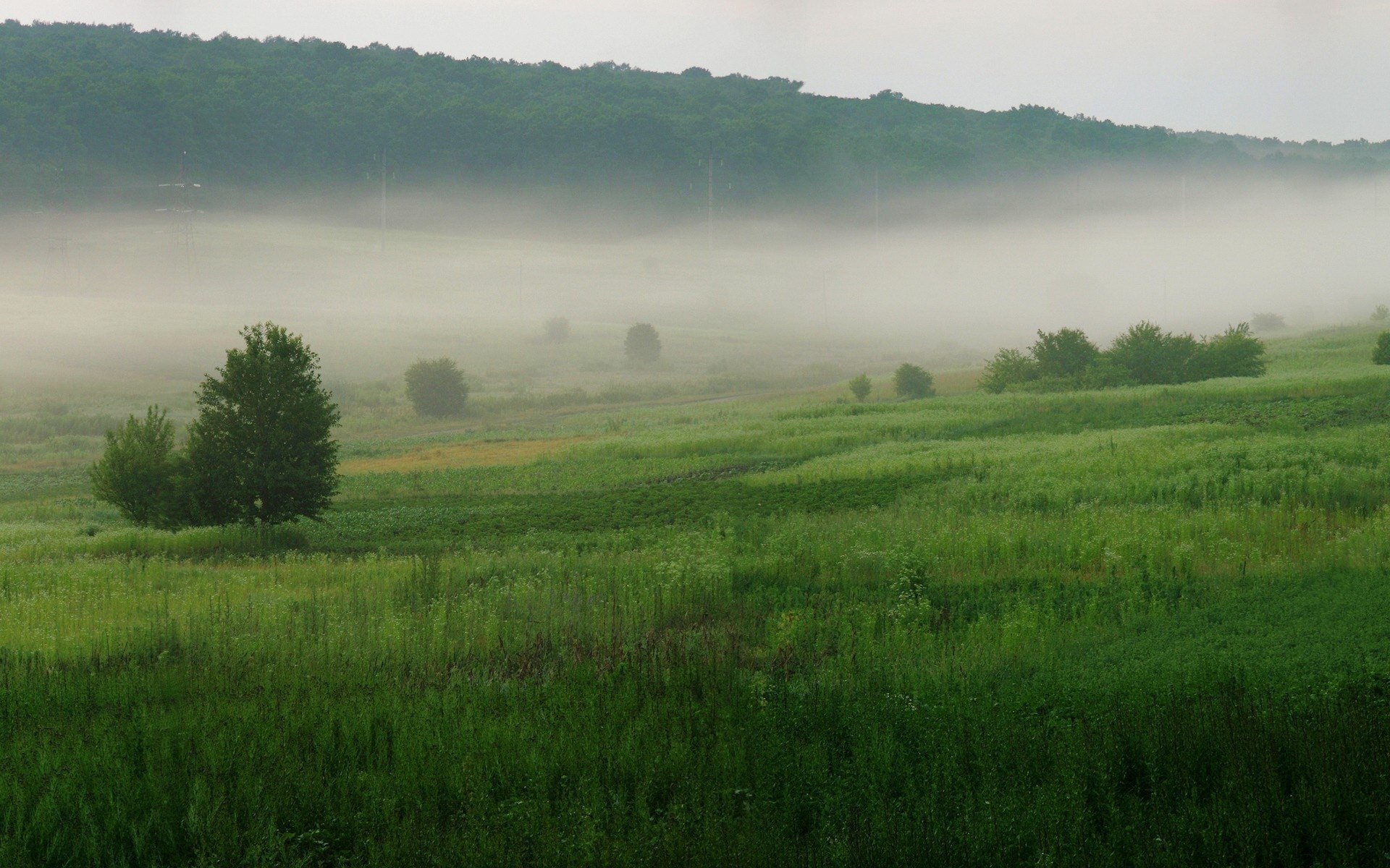 Misty morning over green rolling hills and forest HD Wallpaper