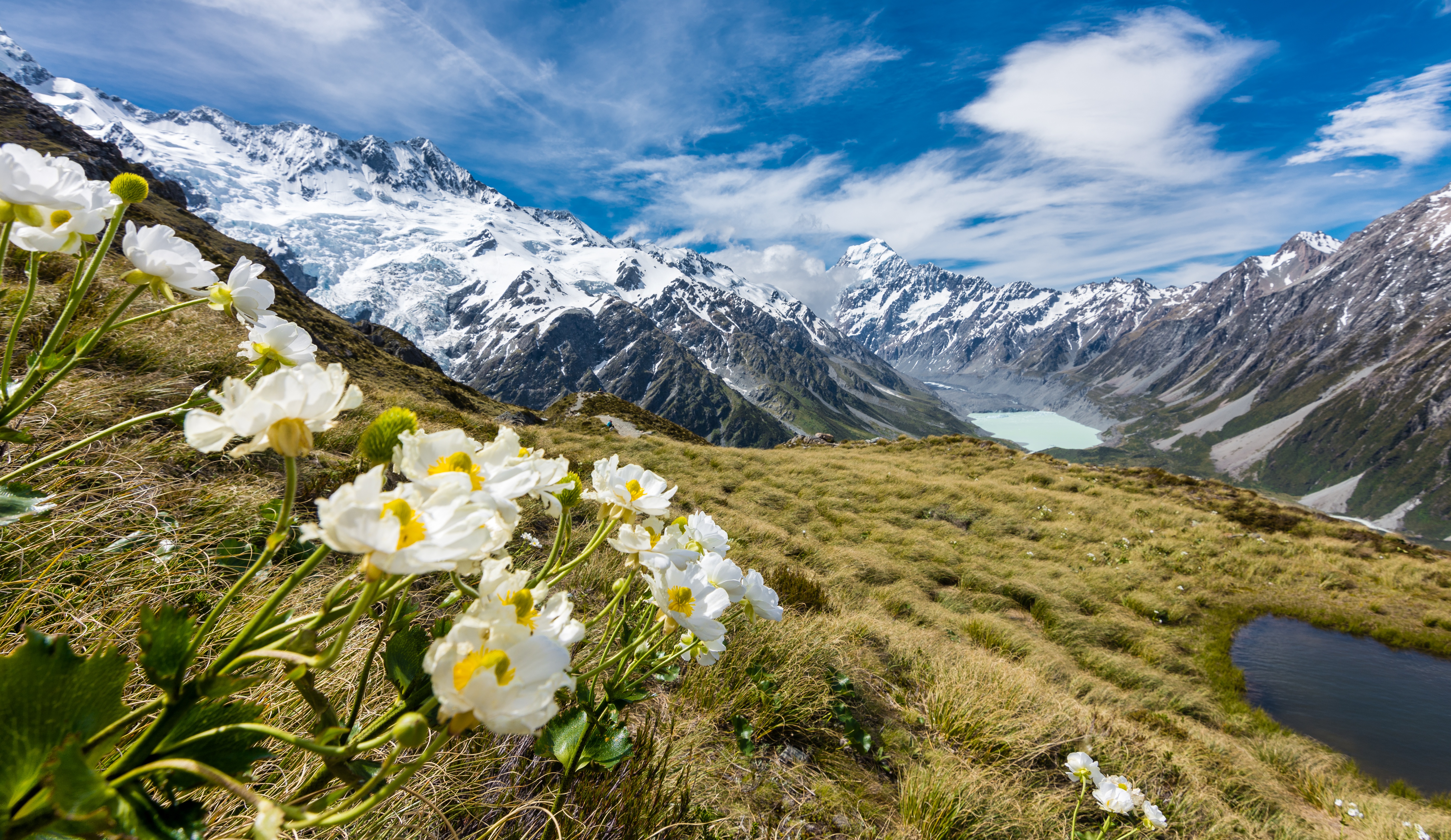 Mount Cook, 5K, Mueller Glacier, Buttercups HD Wallpaper