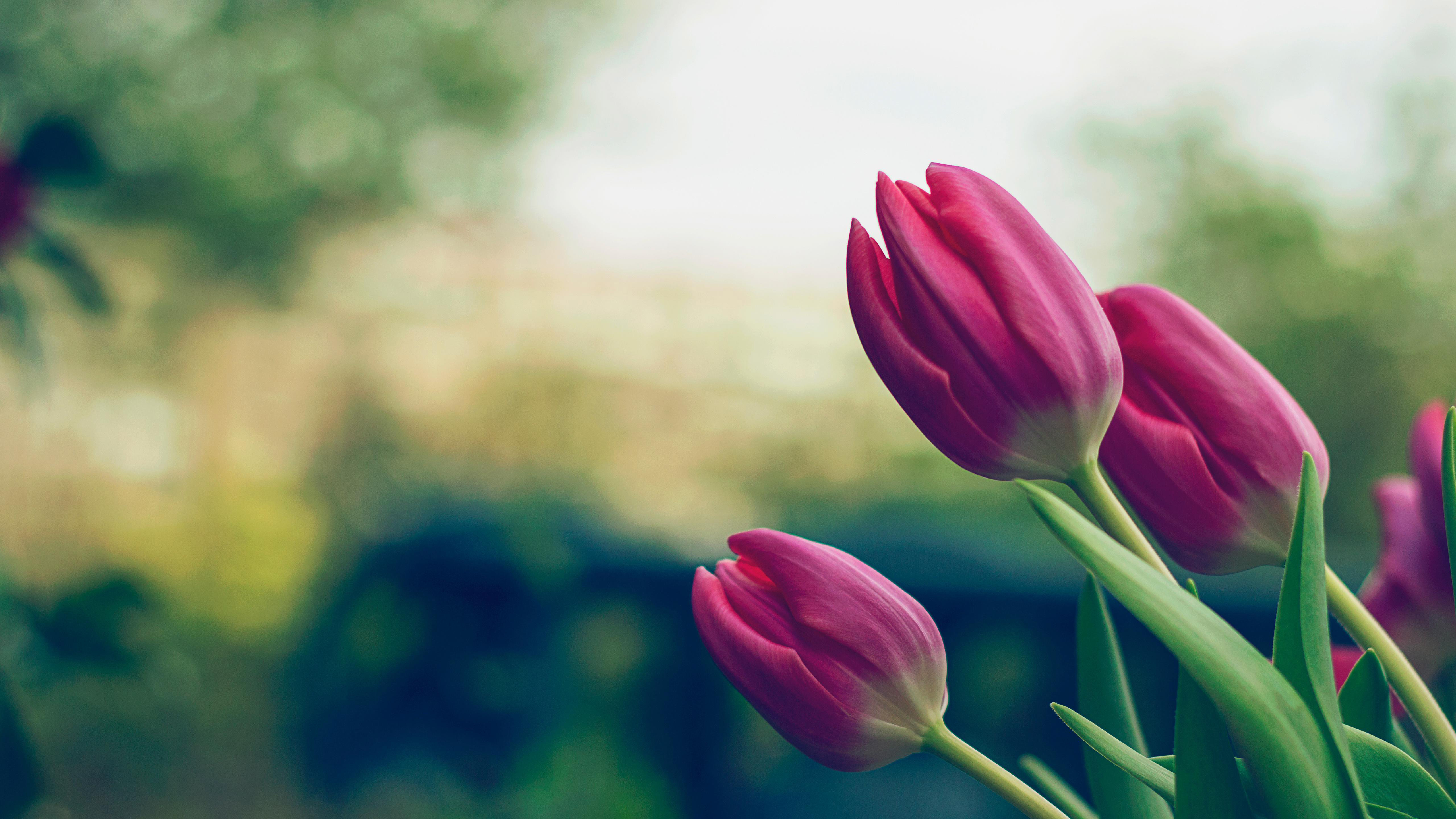 Pink Tulips in Bloom HD Wallpaper