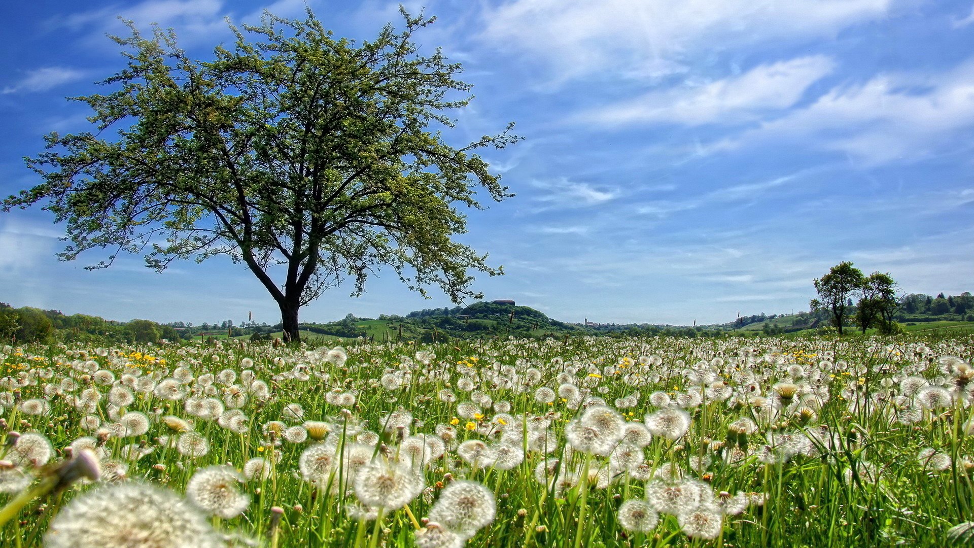 Field of dandelions with a tree and a hill HD Wallpaper