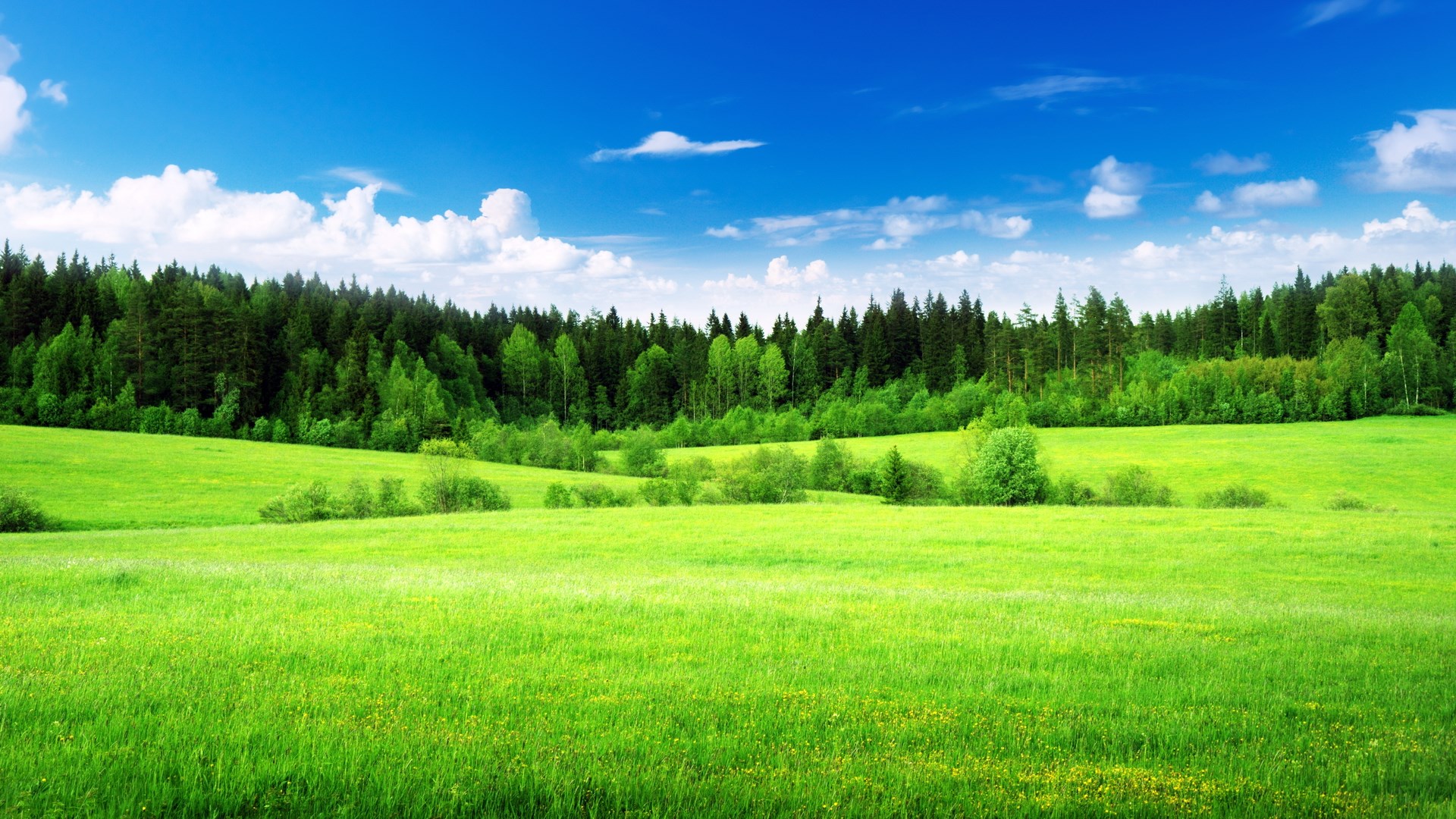 Green meadow with forest and blue sky HD Wallpaper