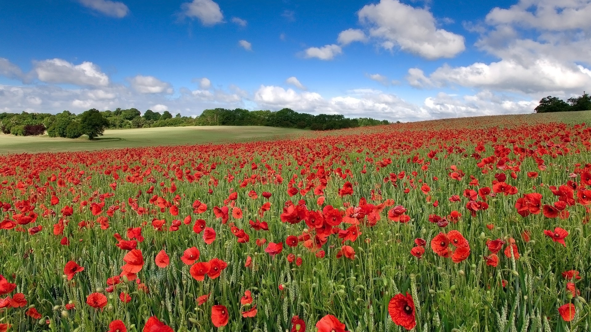 Field of red poppies under a blue sky HD Wallpaper