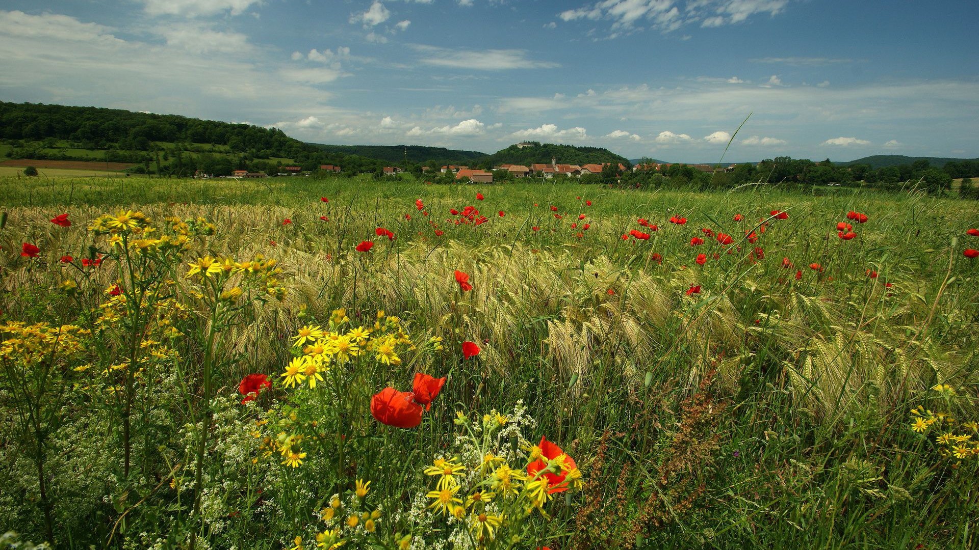 Field of poppies and yellow flowers with a village in the background HD Wallpaper
