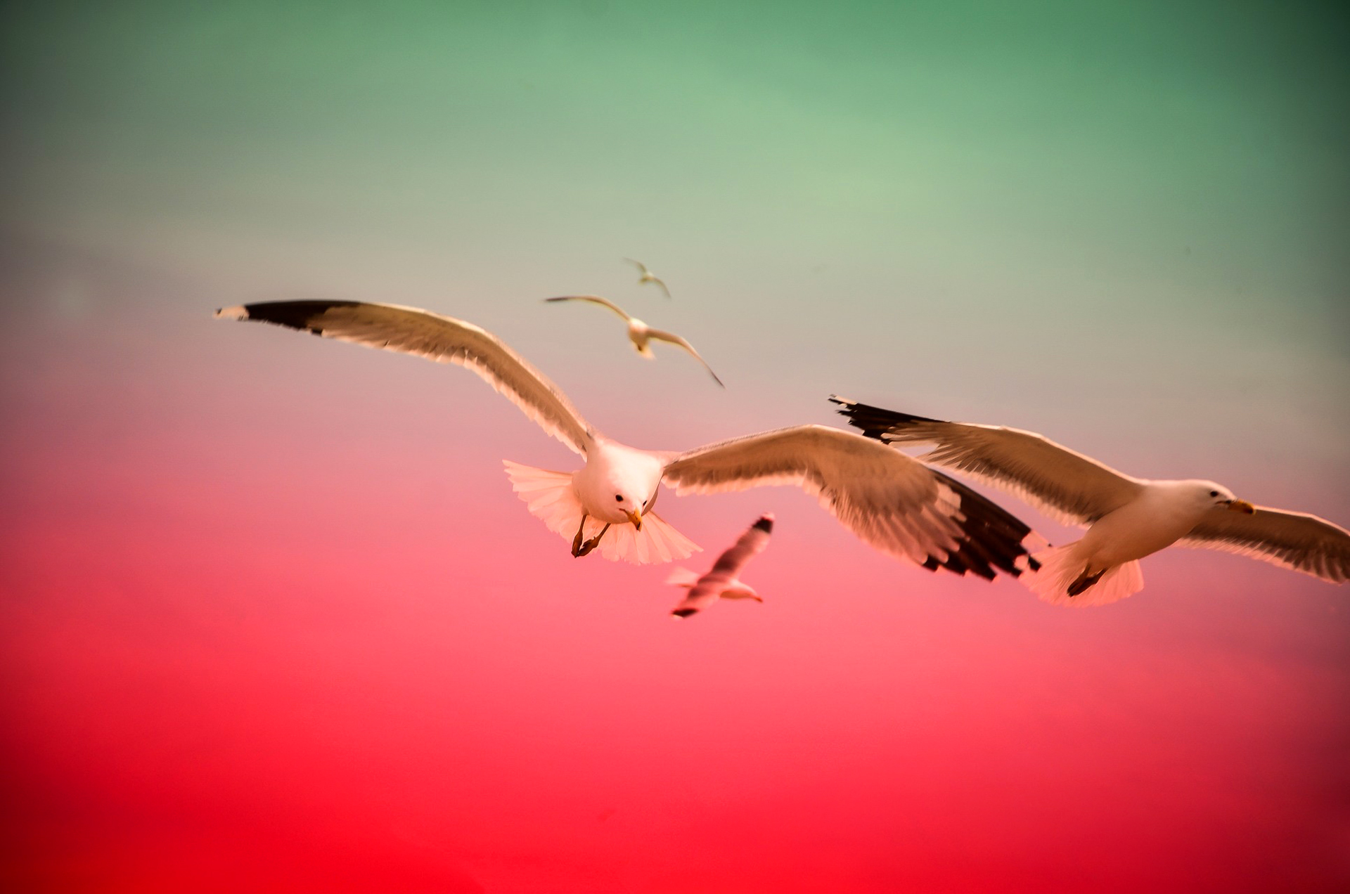 Seagulls flying against a colorful sky HD Wallpaper