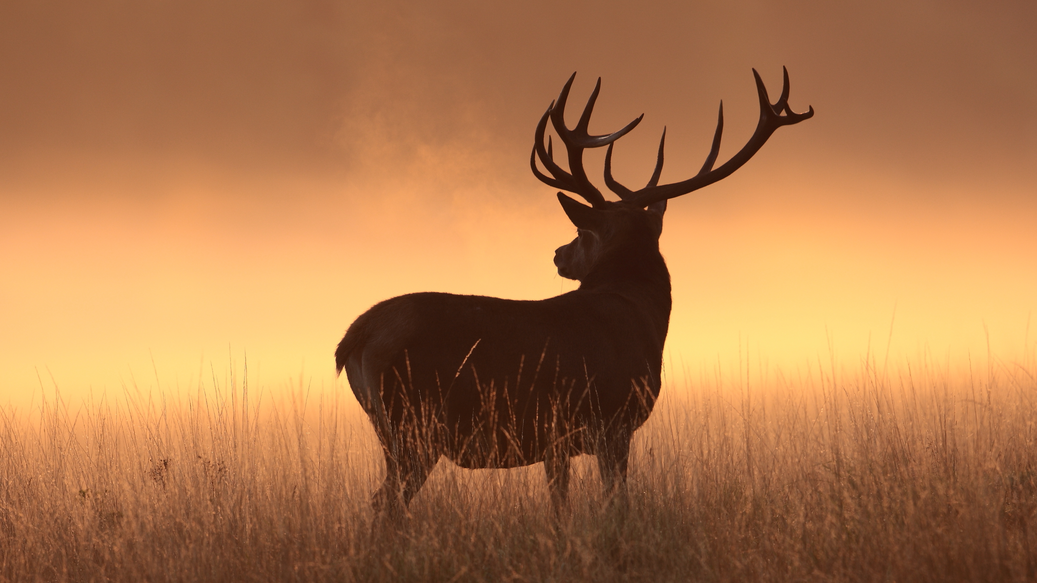 Deer silhouette in tall grass at sunset HD Wallpaper