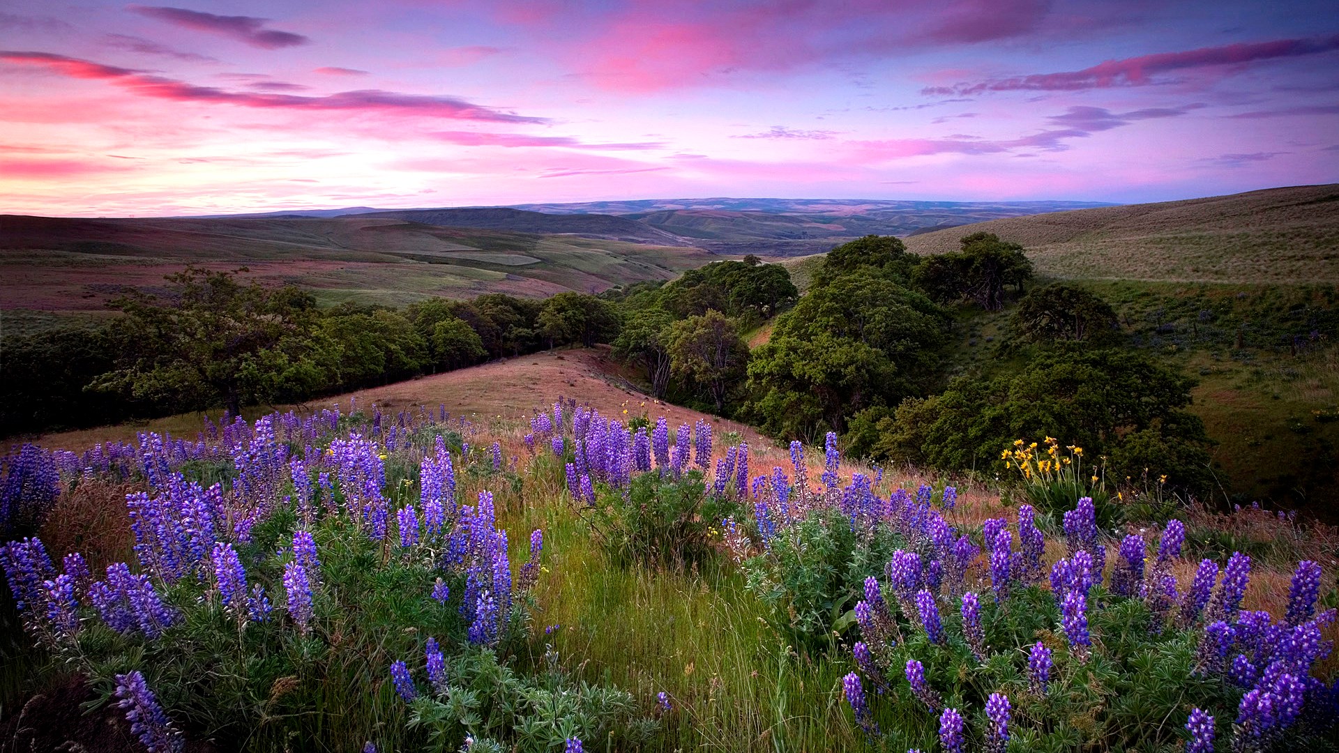 Purple lupine flowers on a hillside at sunset HD Wallpaper