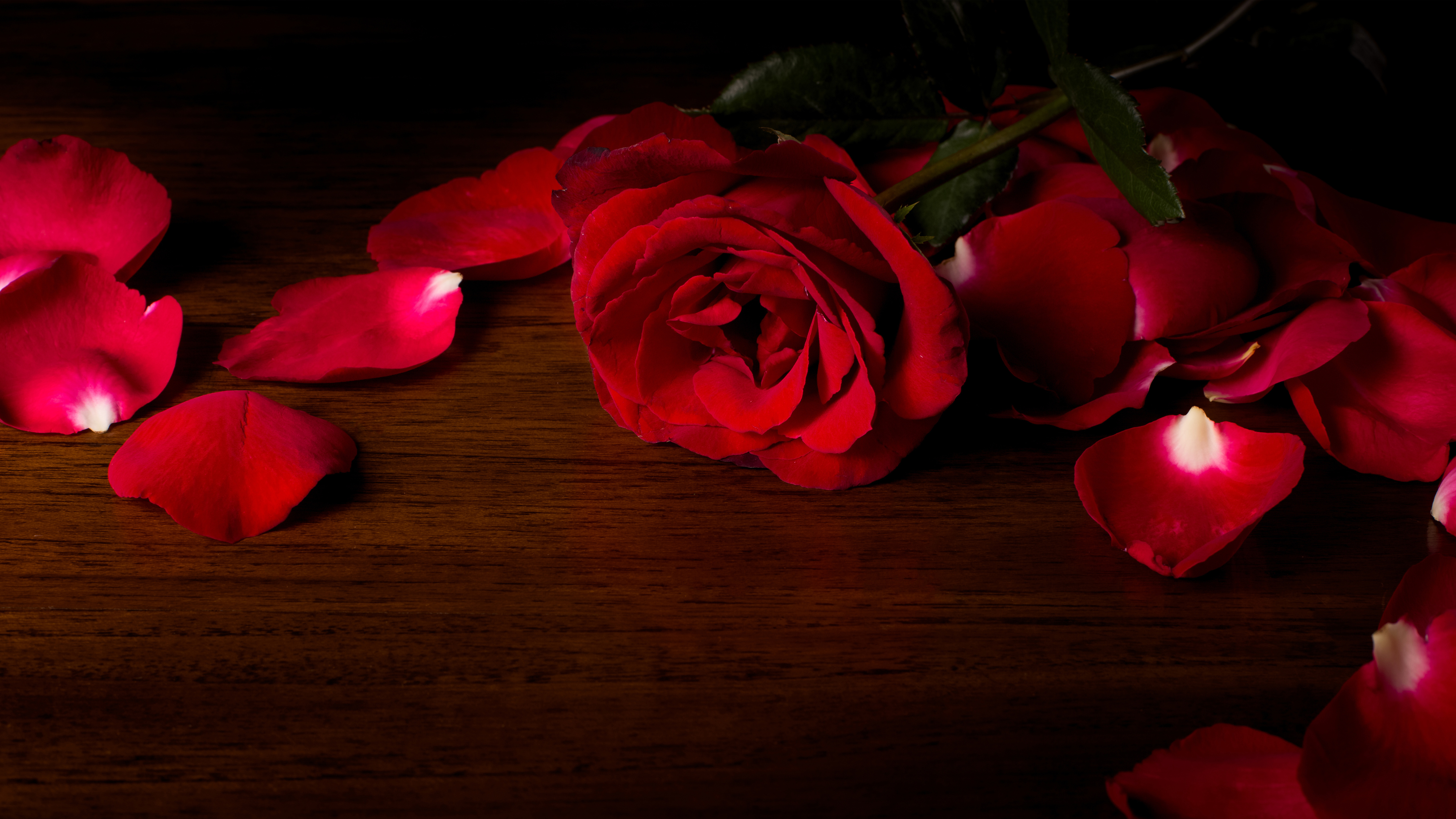 Red rose and petals on a wooden surface HD Wallpaper
