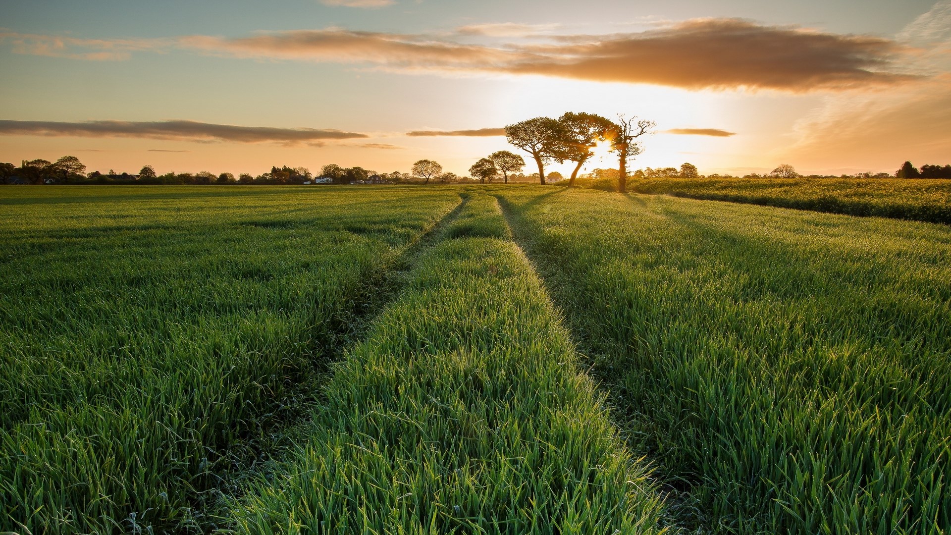 Sunset over a grassy field with trees and a path HD Wallpaper