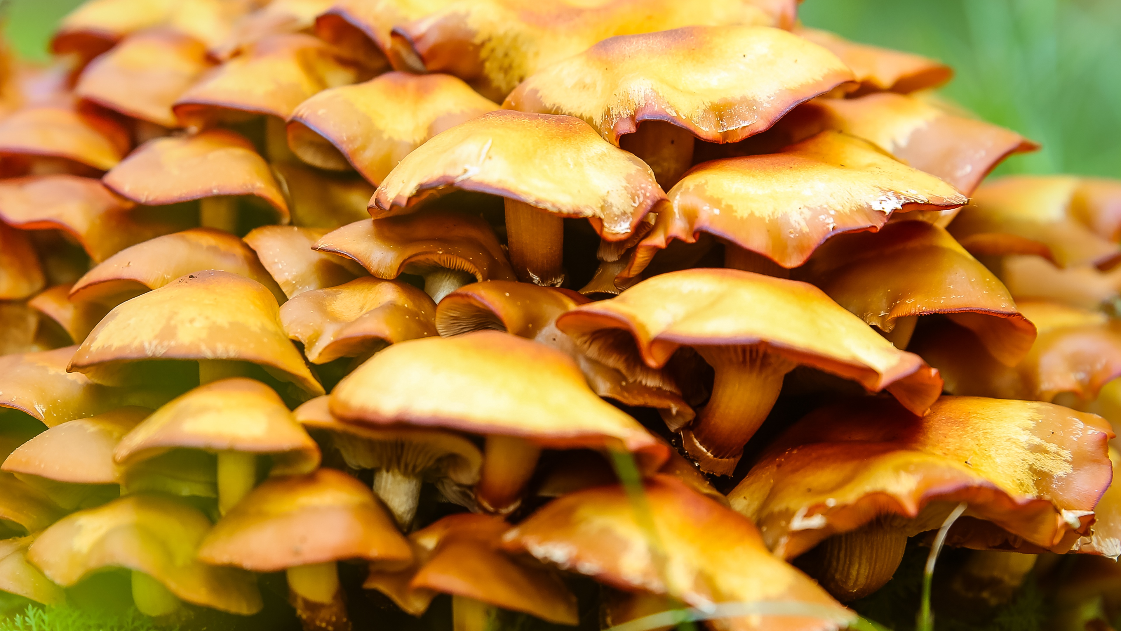 Cluster of Honey Mushrooms in 4K HD Wallpaper