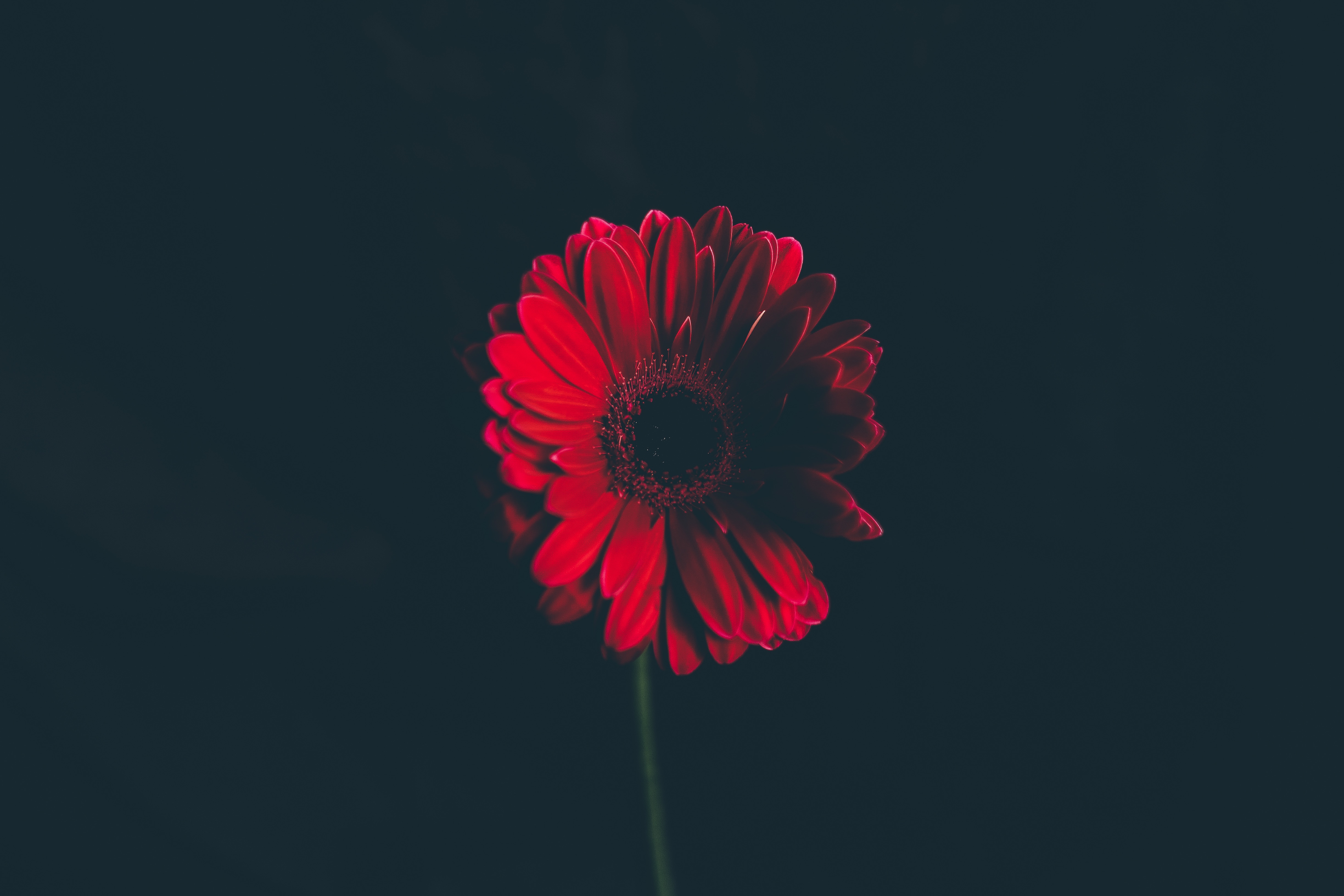 Red Daisy Flower HD Wallpaper
