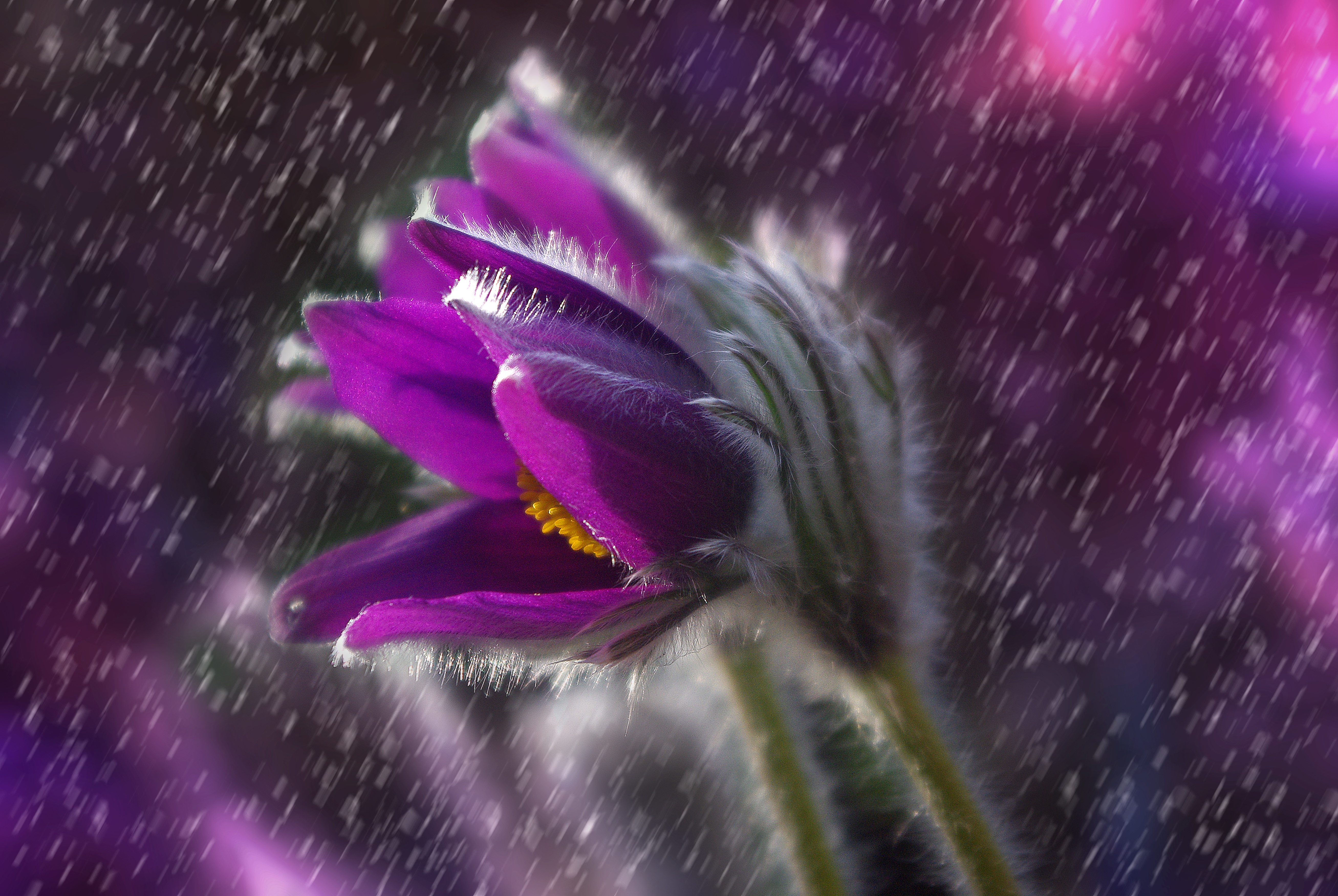 Purple flower with rain drops HD Wallpaper