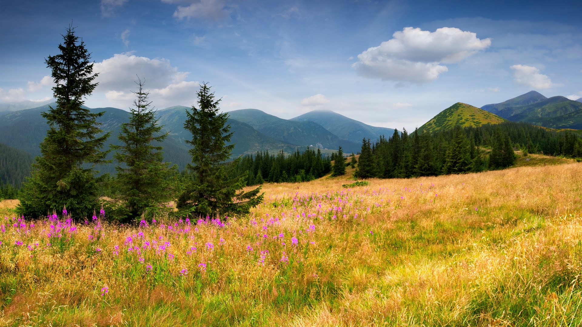Mountain landscape with pine trees and wildflowers HD Wallpaper