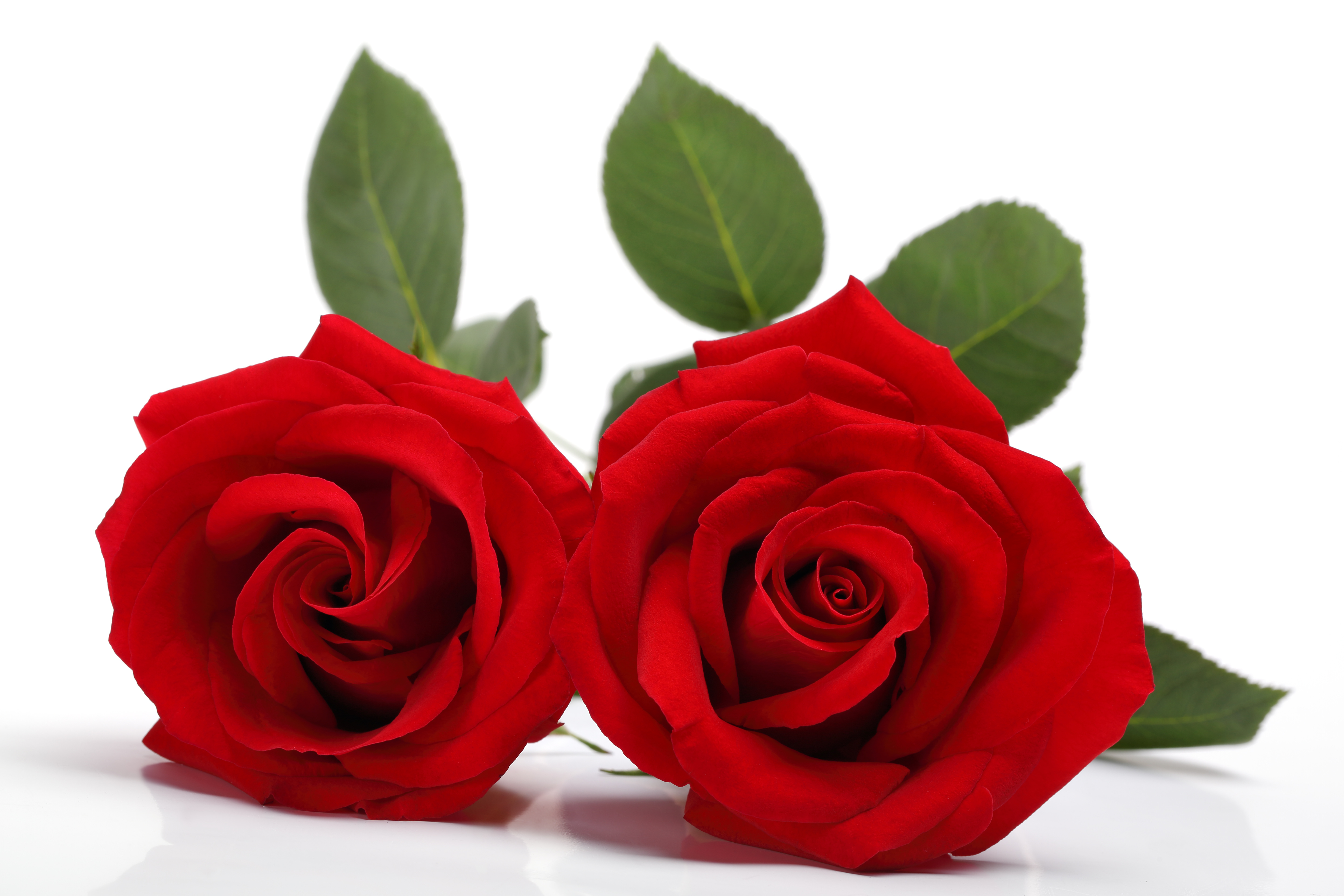 Two red roses with green leaves HD Wallpaper