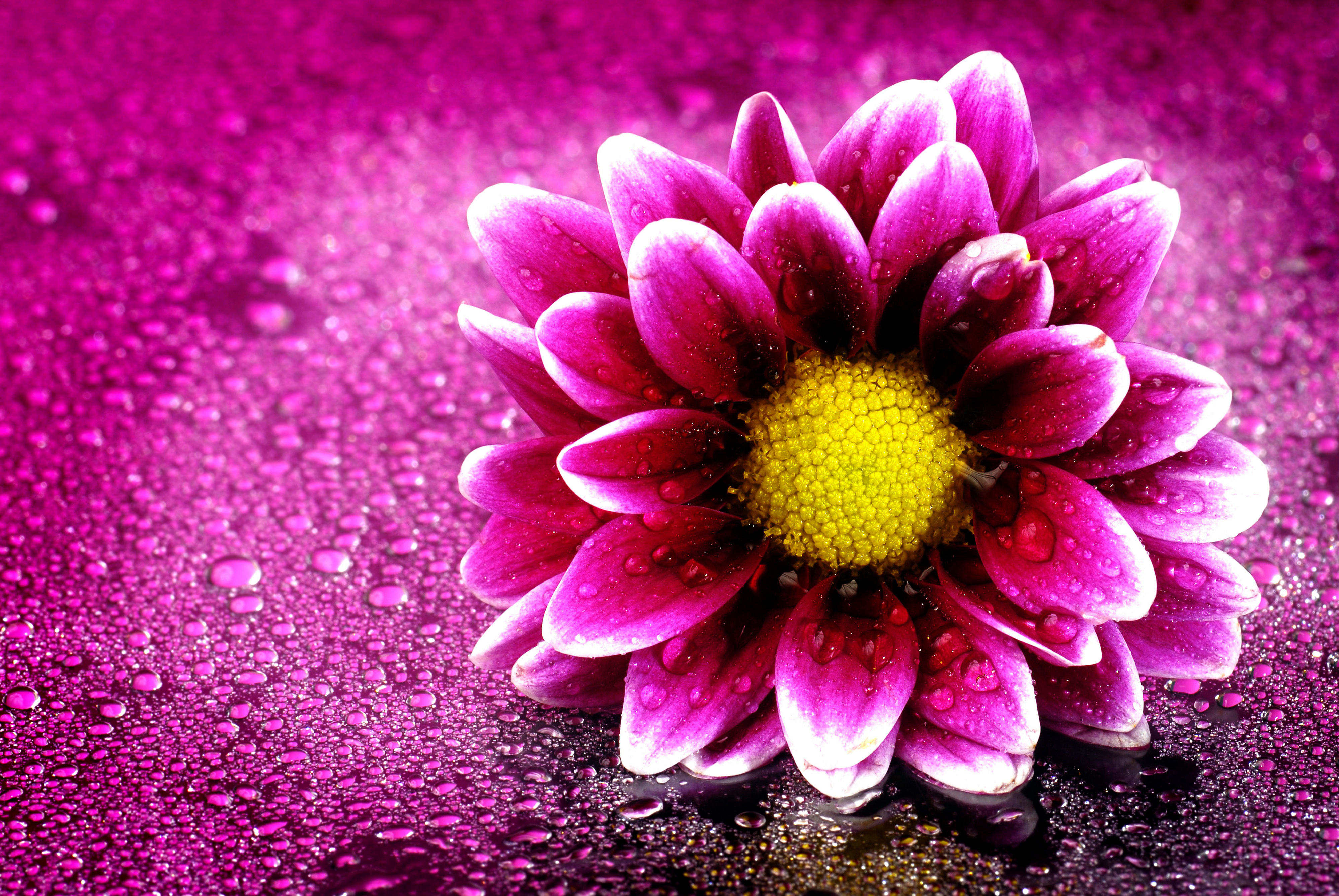 Pink flower with water droplets 4K HD Wallpaper