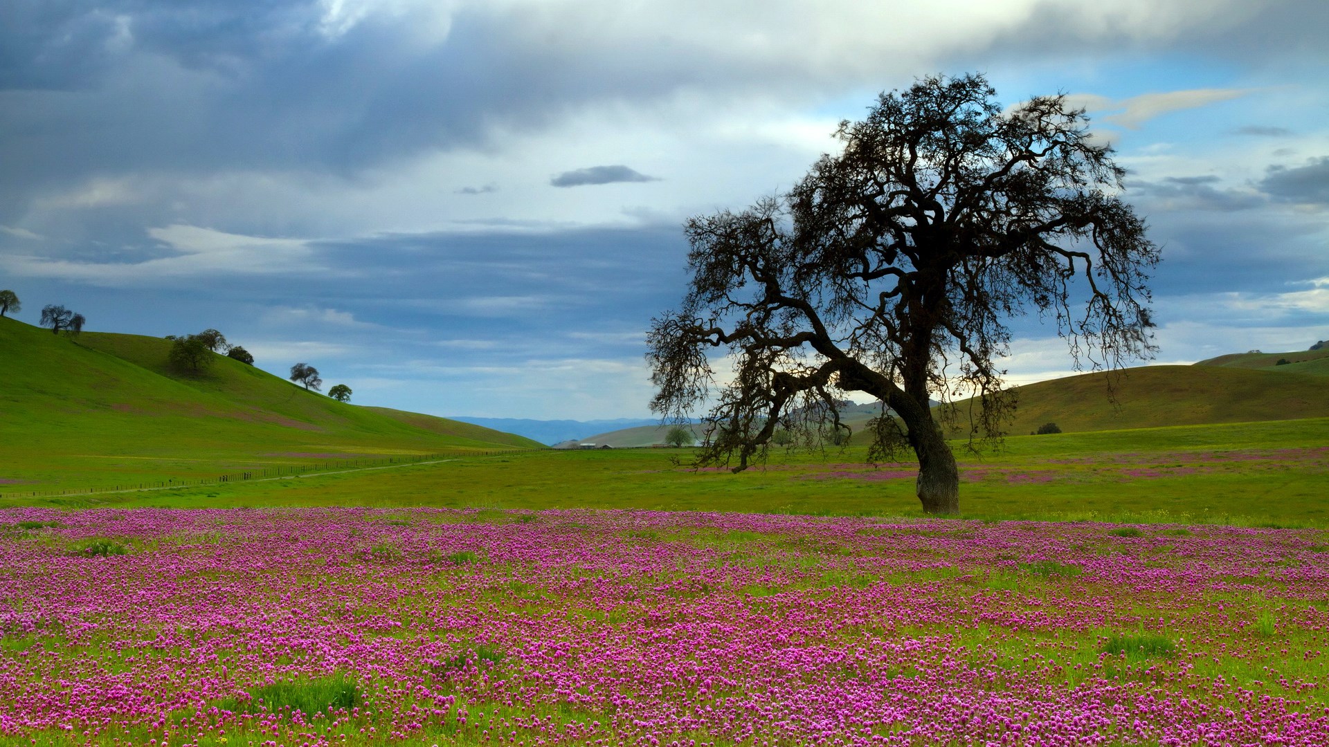 Oak tree in a field of purple flowers HD Wallpaper