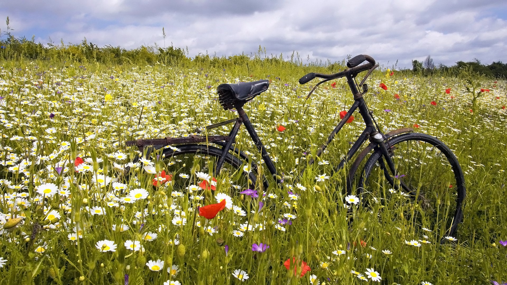 Bicycle in a field of wildflowers HD Wallpaper