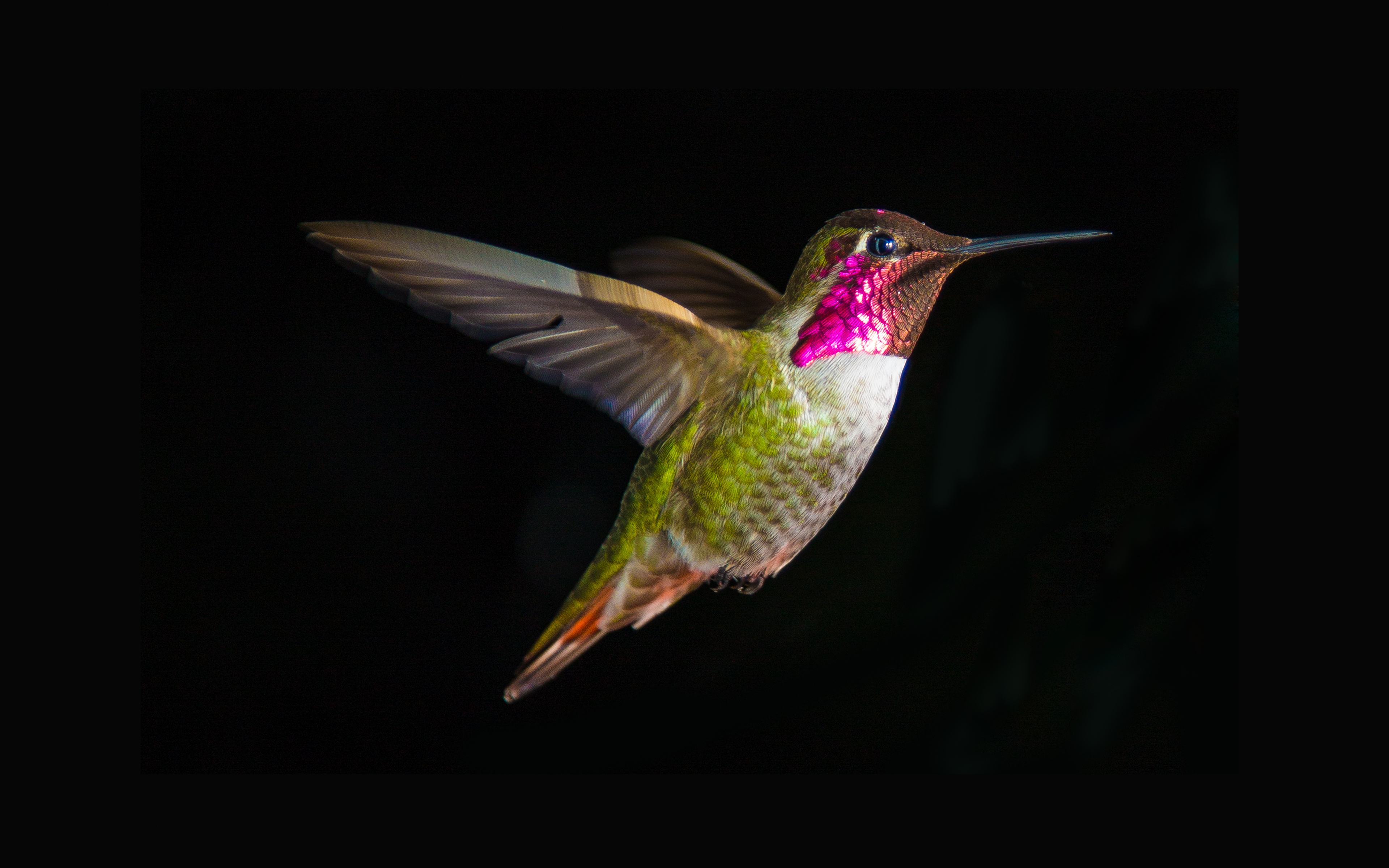 Hummingbird in flight, 4K HD Wallpaper