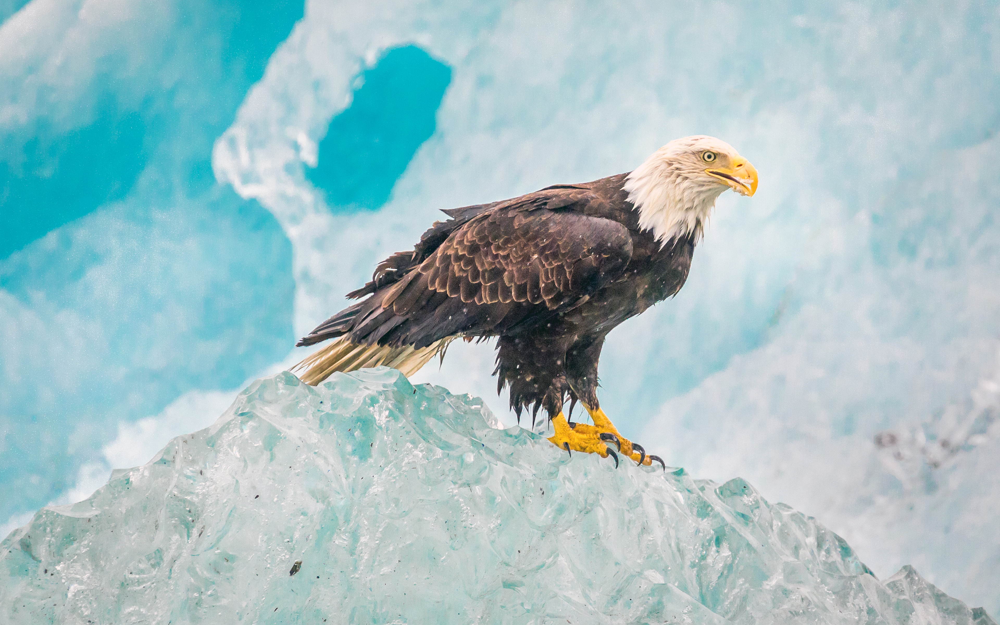 Bald Eagle on Iceberg in Alaska 4K HD Wallpaper