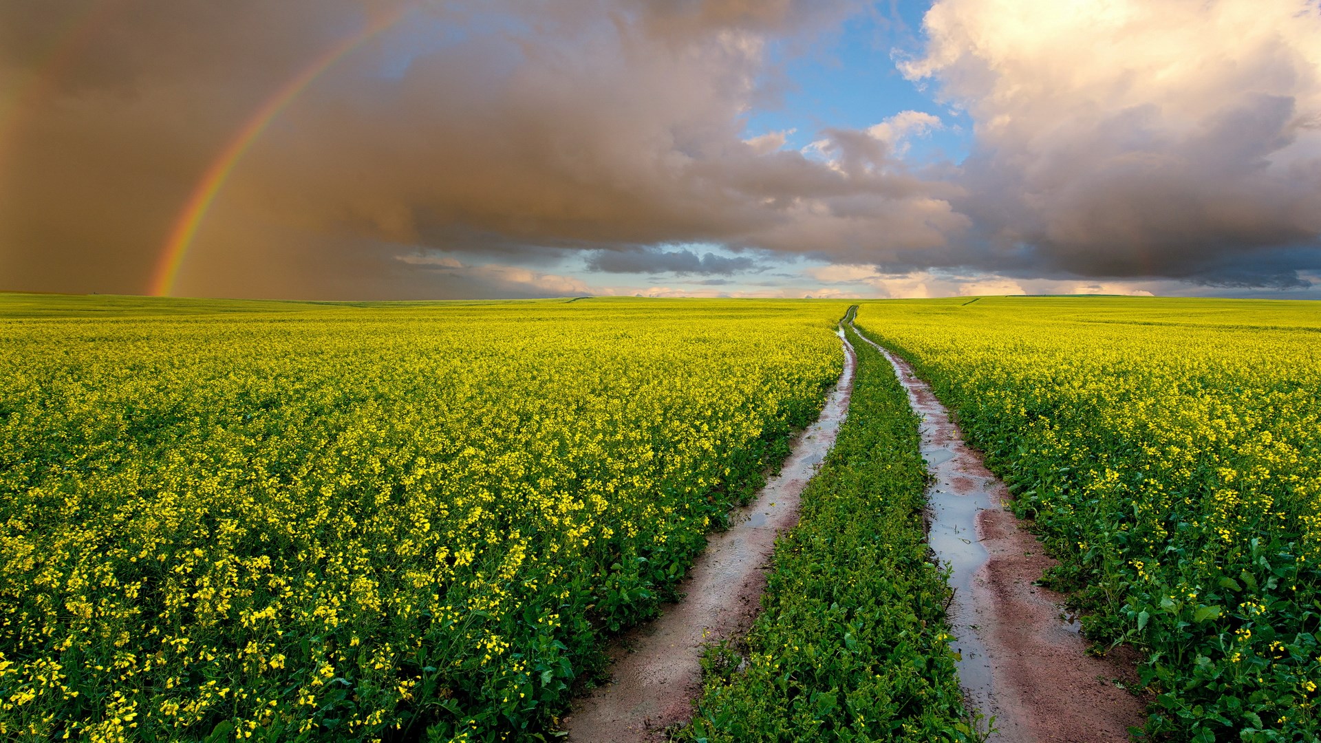 Rainbow over a yellow field with a dirt road HD Wallpaper