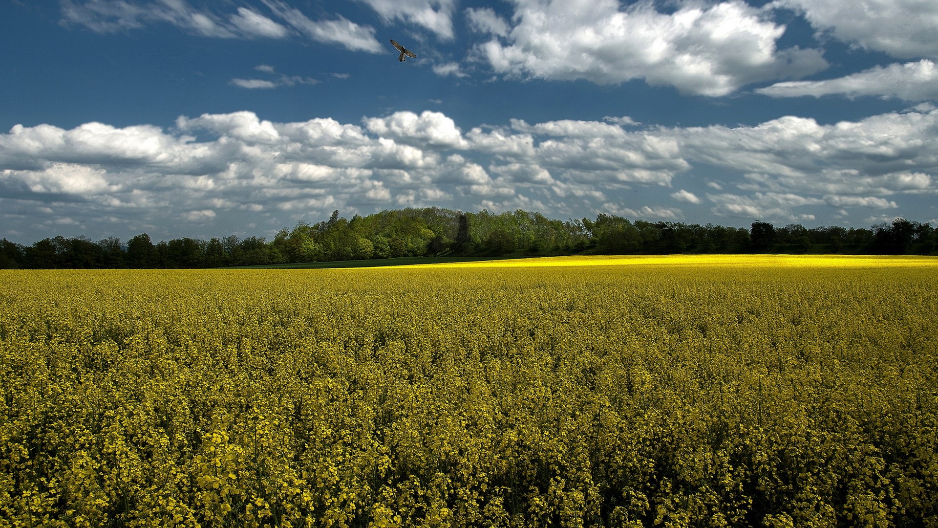 Field of yellow flowers under a cloudy sky HD Wallpaper