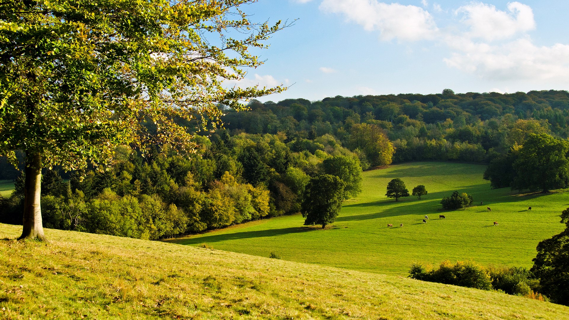 Rolling green hills with trees and grazing livestock HD Wallpaper