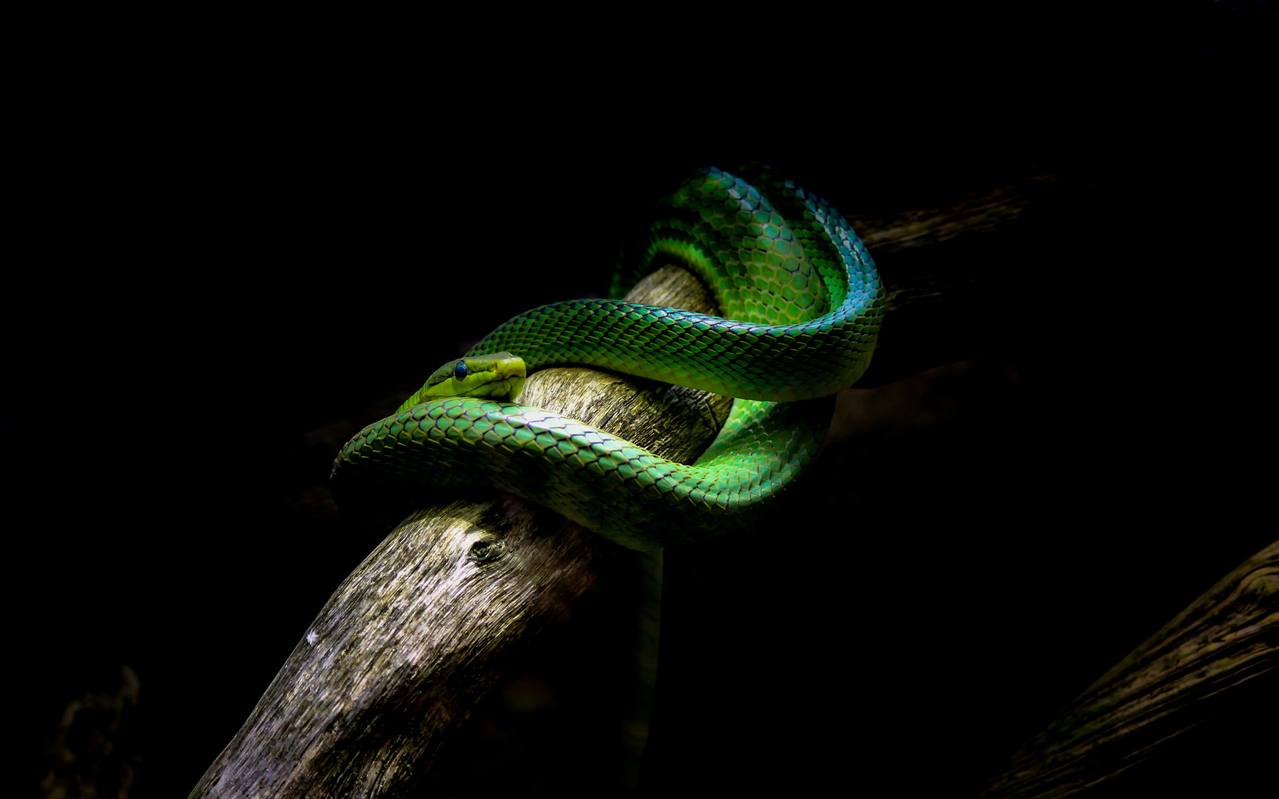 Green snake coiled on a branch HD Wallpaper