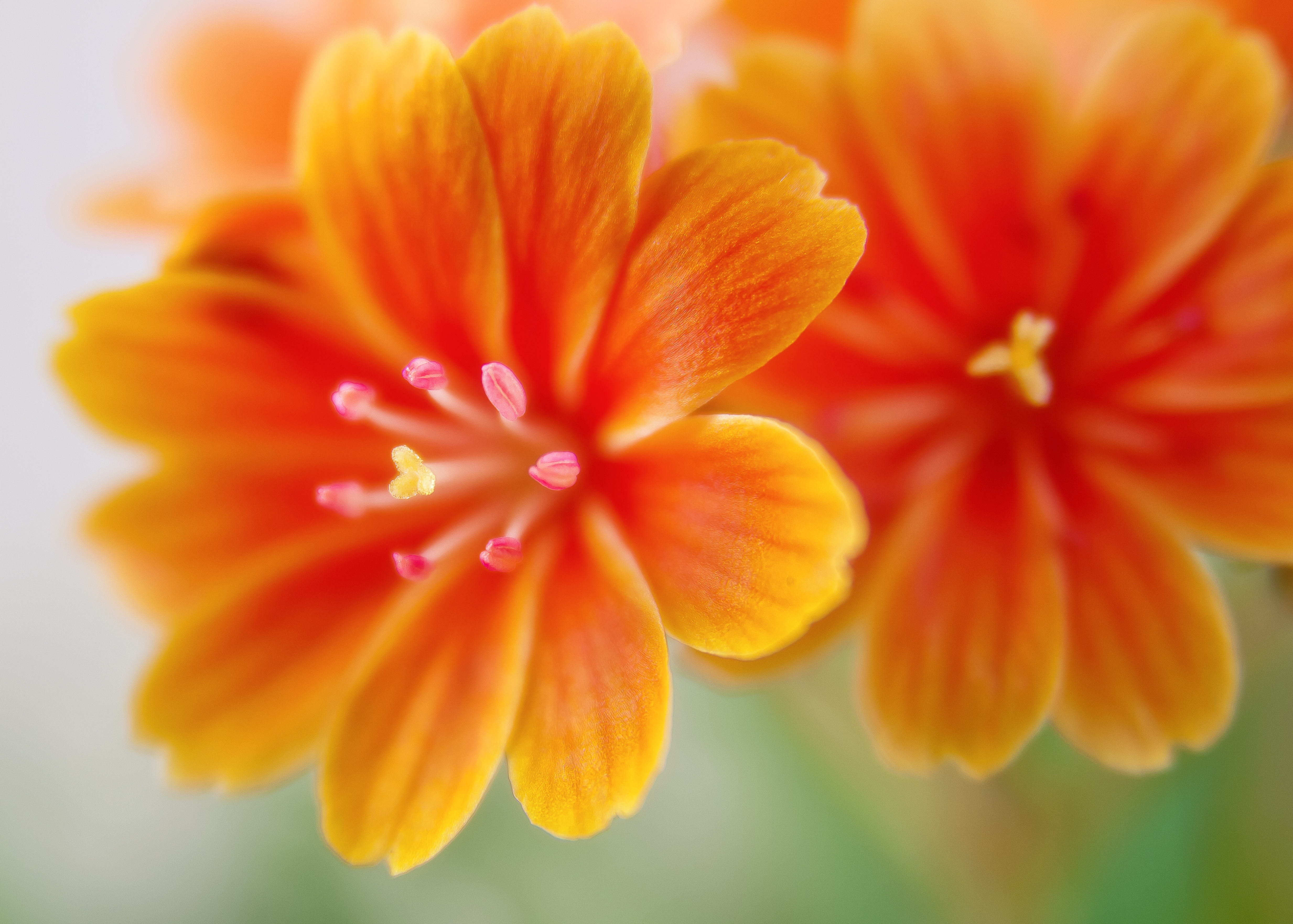 4K Lewisia flowers HD Wallpaper
