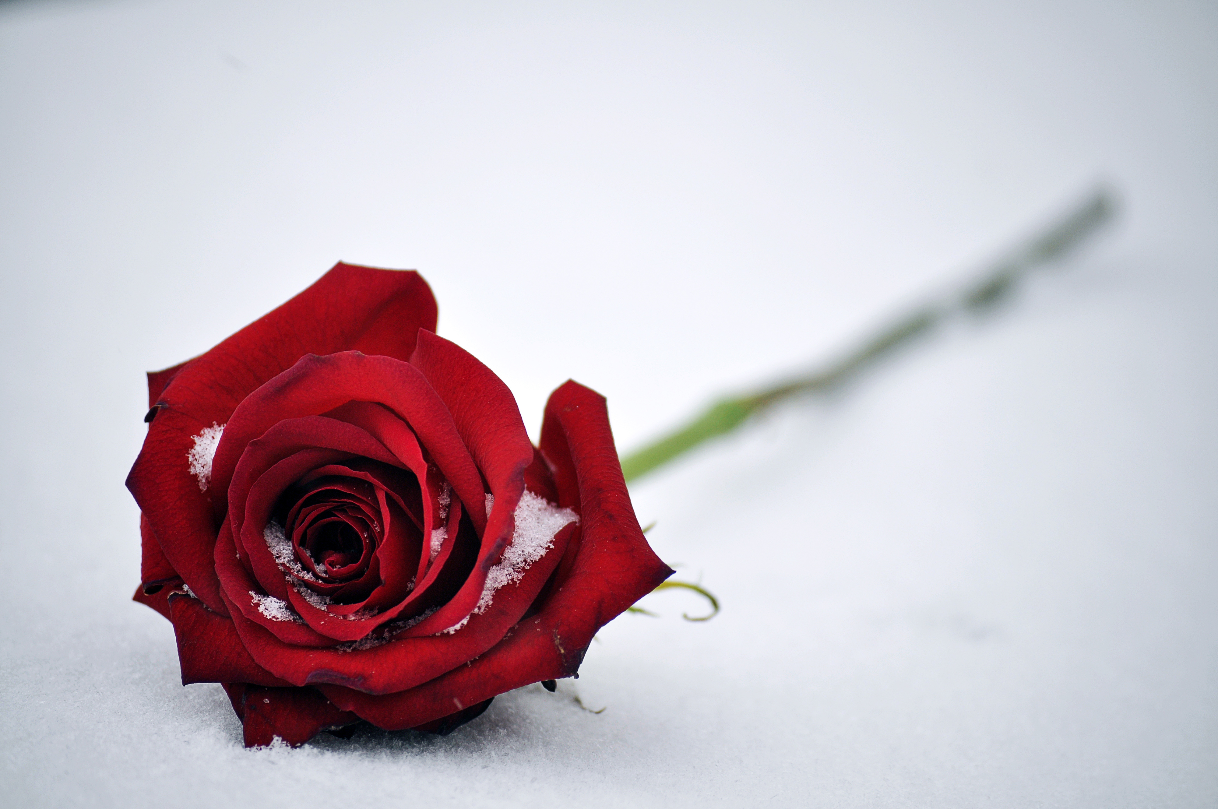 Red Rose in Snow 4K HD Wallpaper