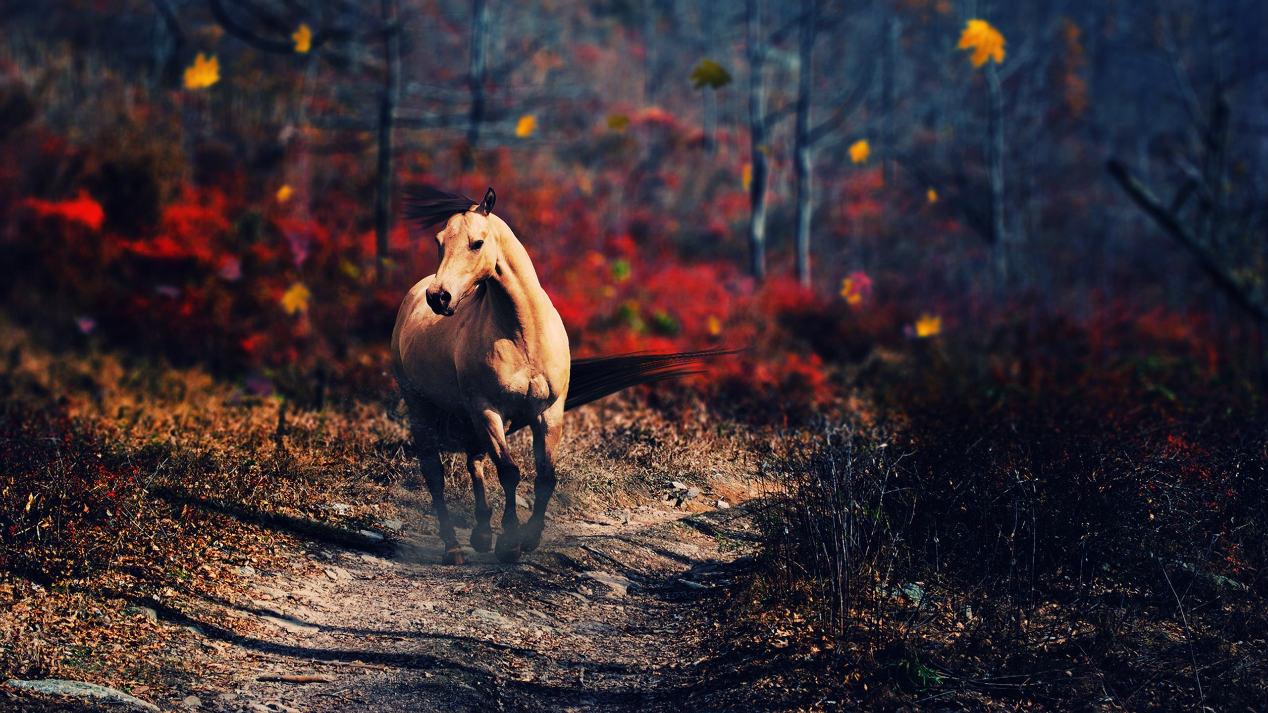 A horse runs on a dirt path in an autumn forest HD Wallpaper