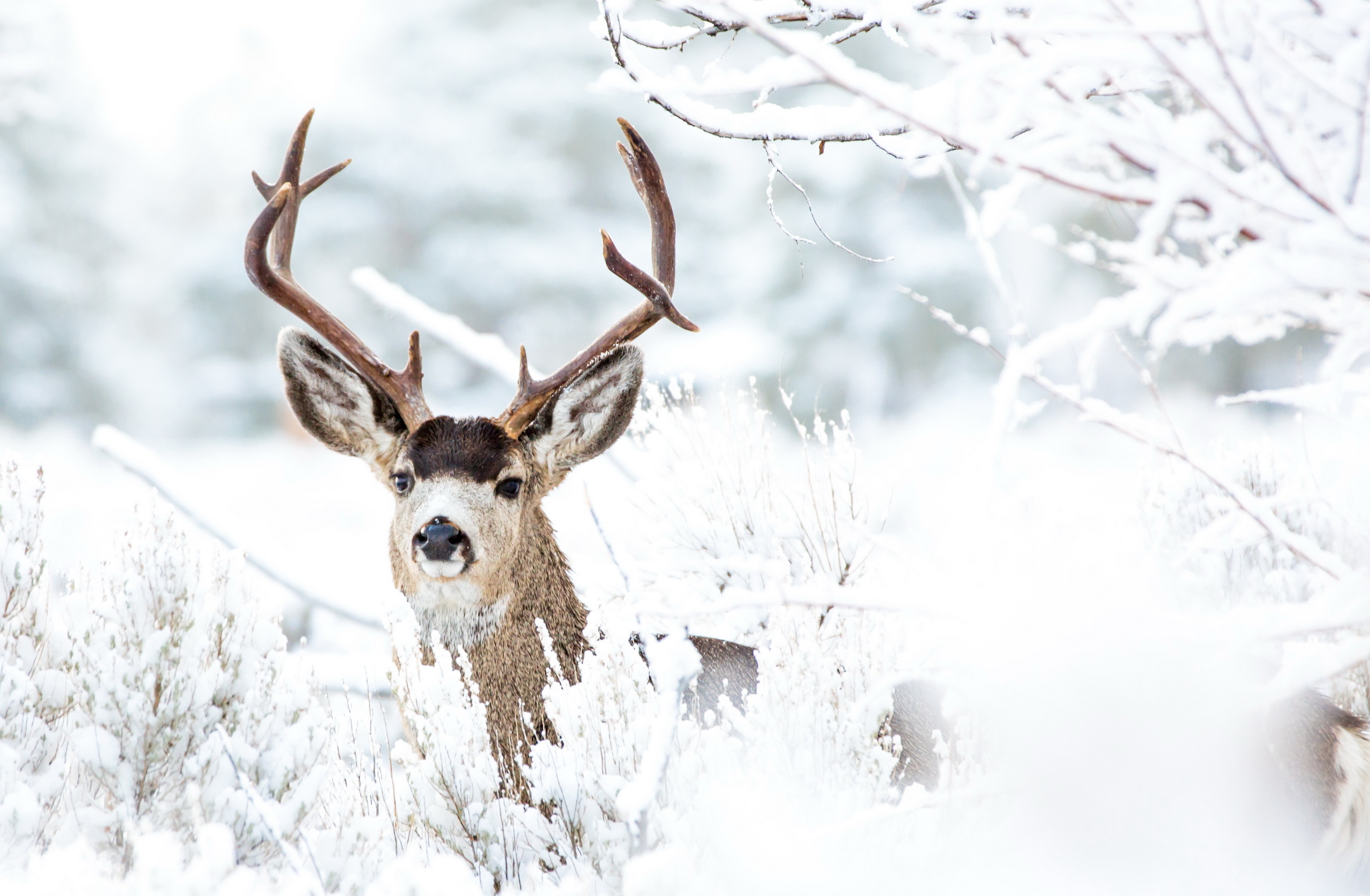 Buck in winter snow HD Wallpaper