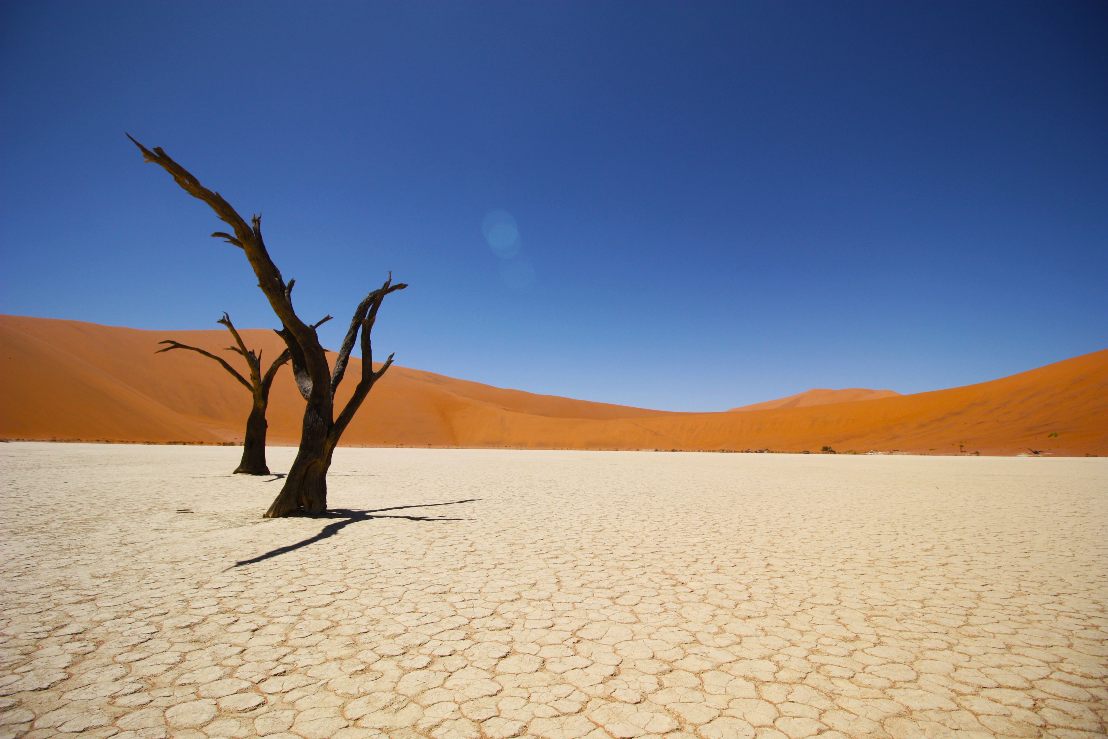 Dead trees in Namib Desert 4K HD Wallpaper