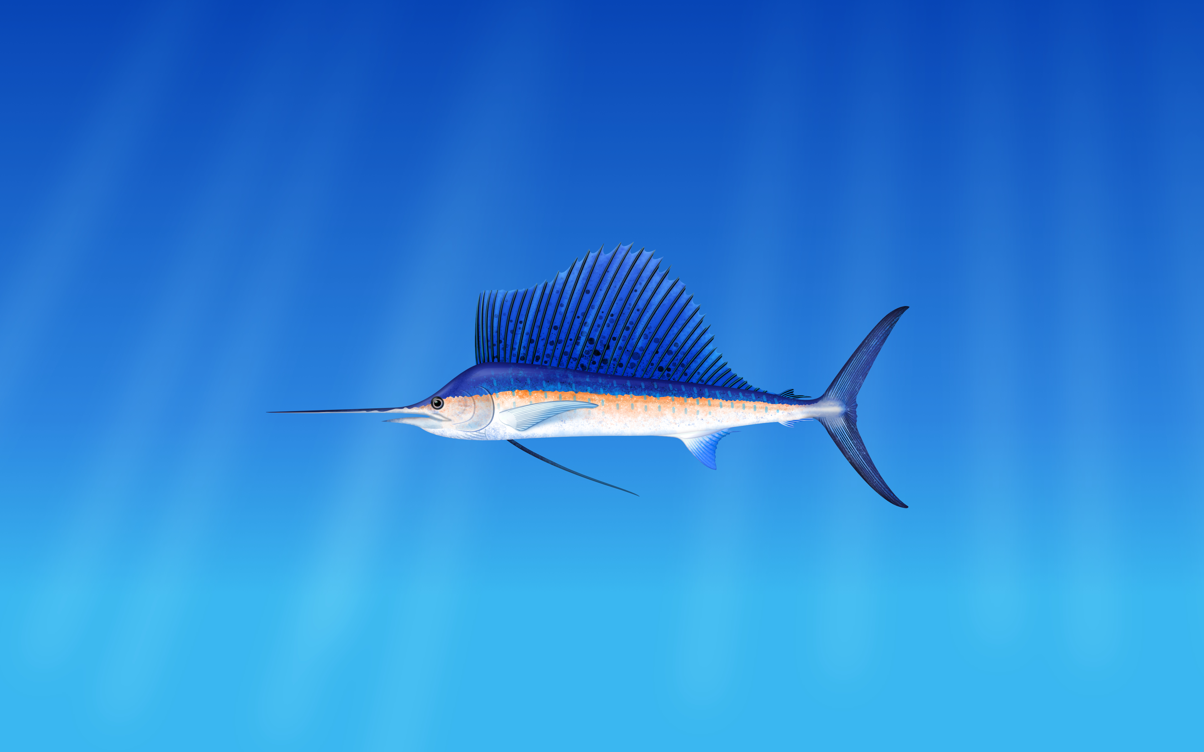 Sailfish swimming in blue ocean water HD Wallpaper