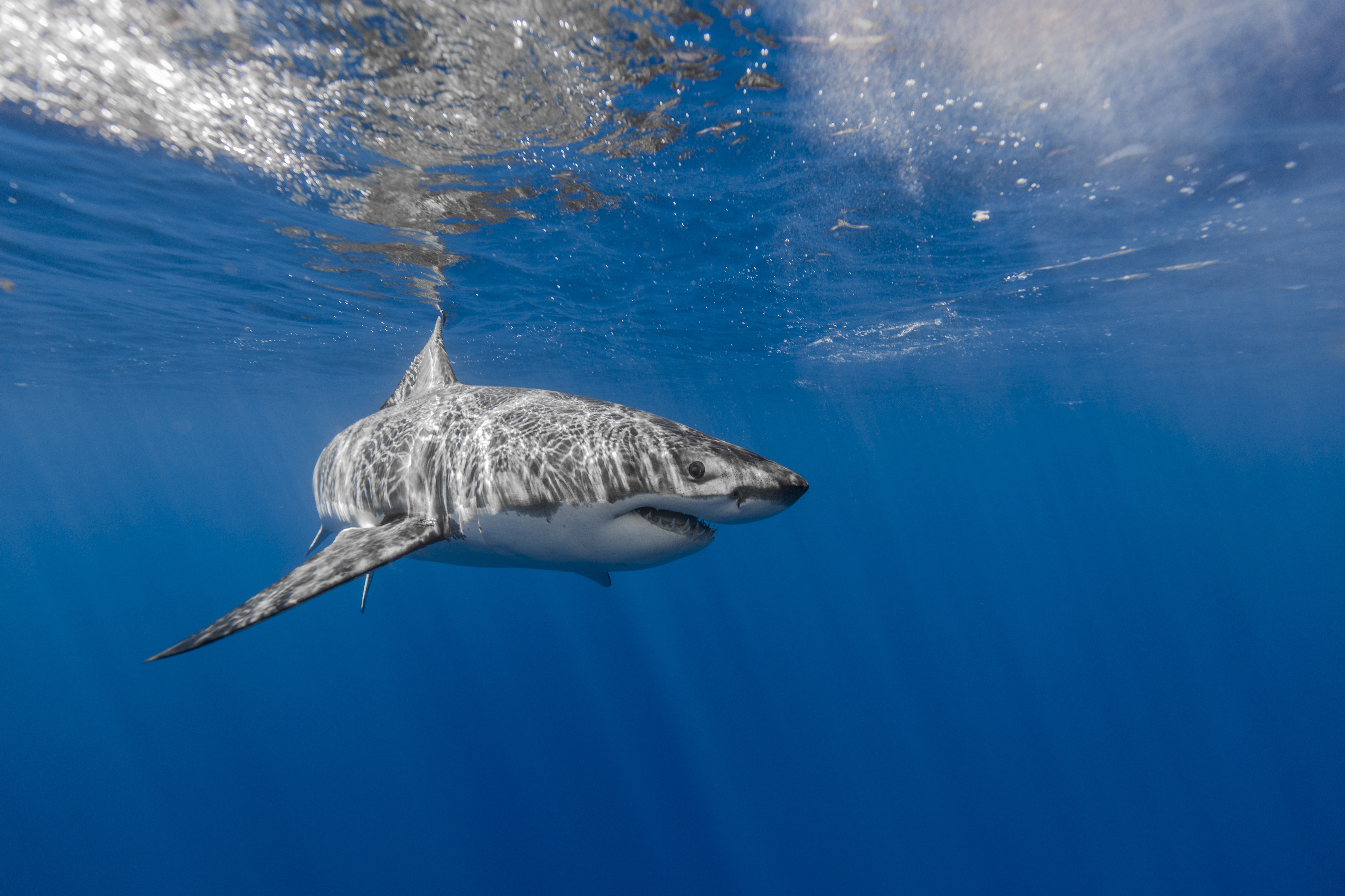 Great White Shark Underwater HD Wallpaper