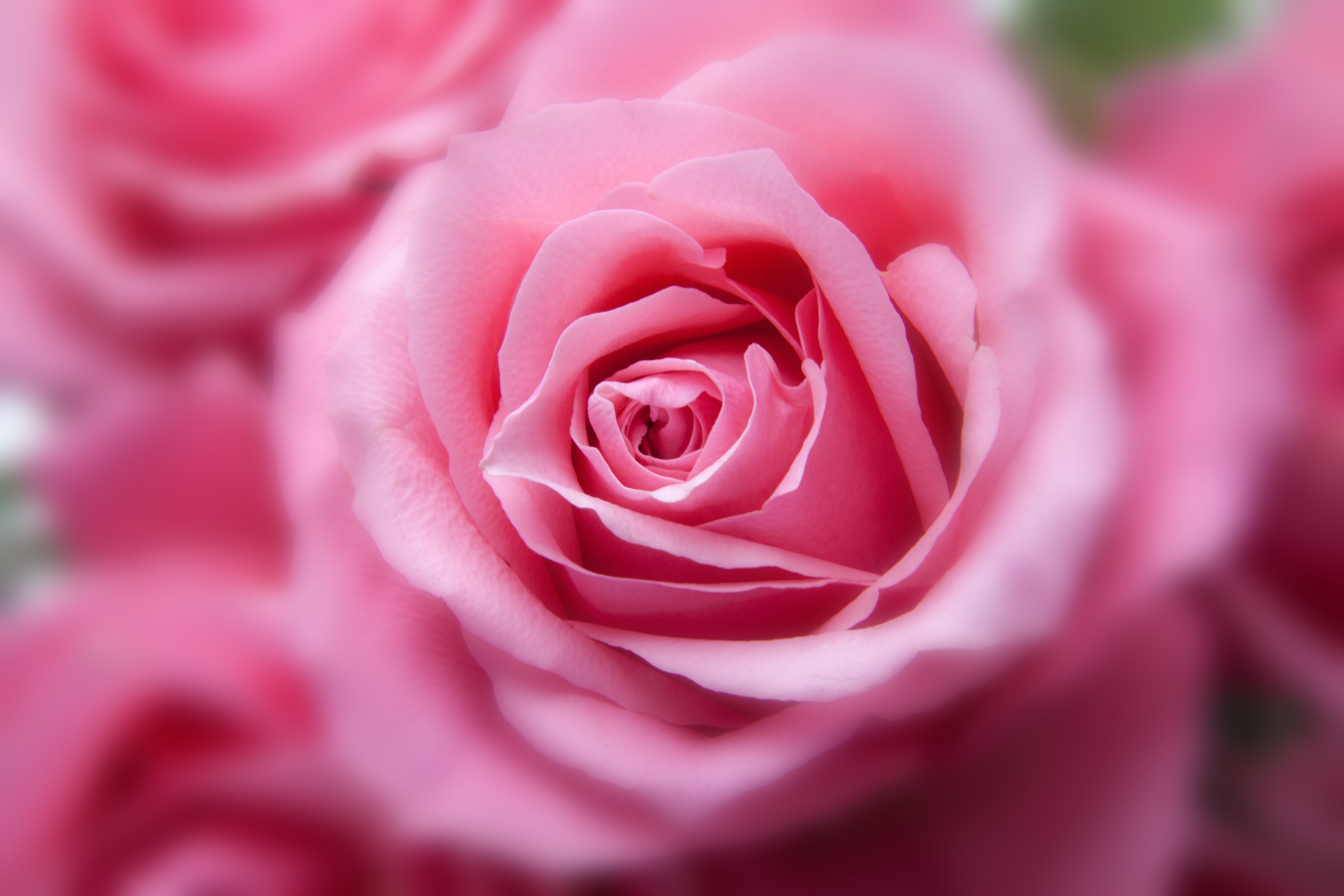Pink Roses 4K HD Wallpaper