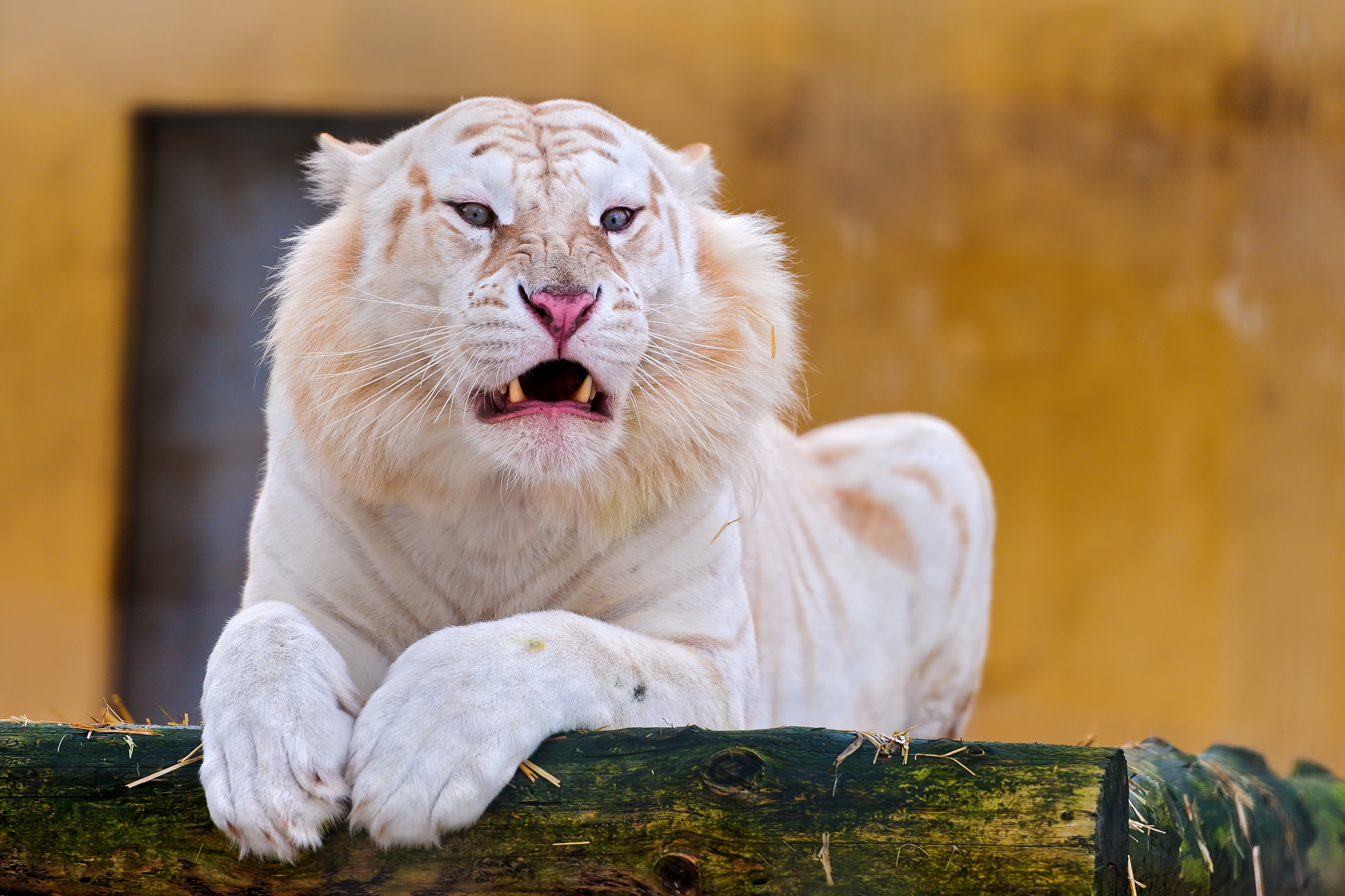 White tiger with mouth open HD Wallpaper