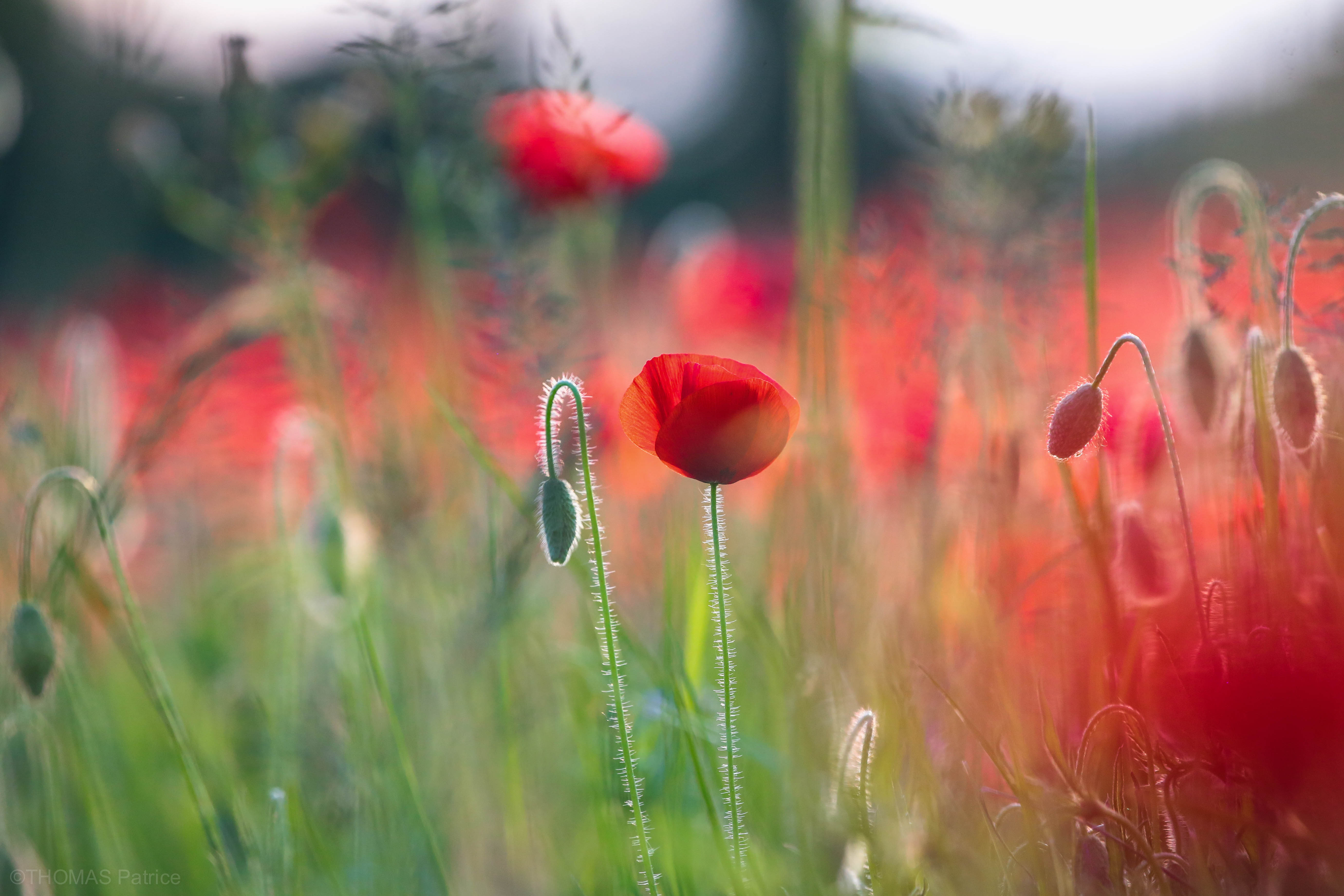 Field of Red Poppies in Bloom HD Wallpaper