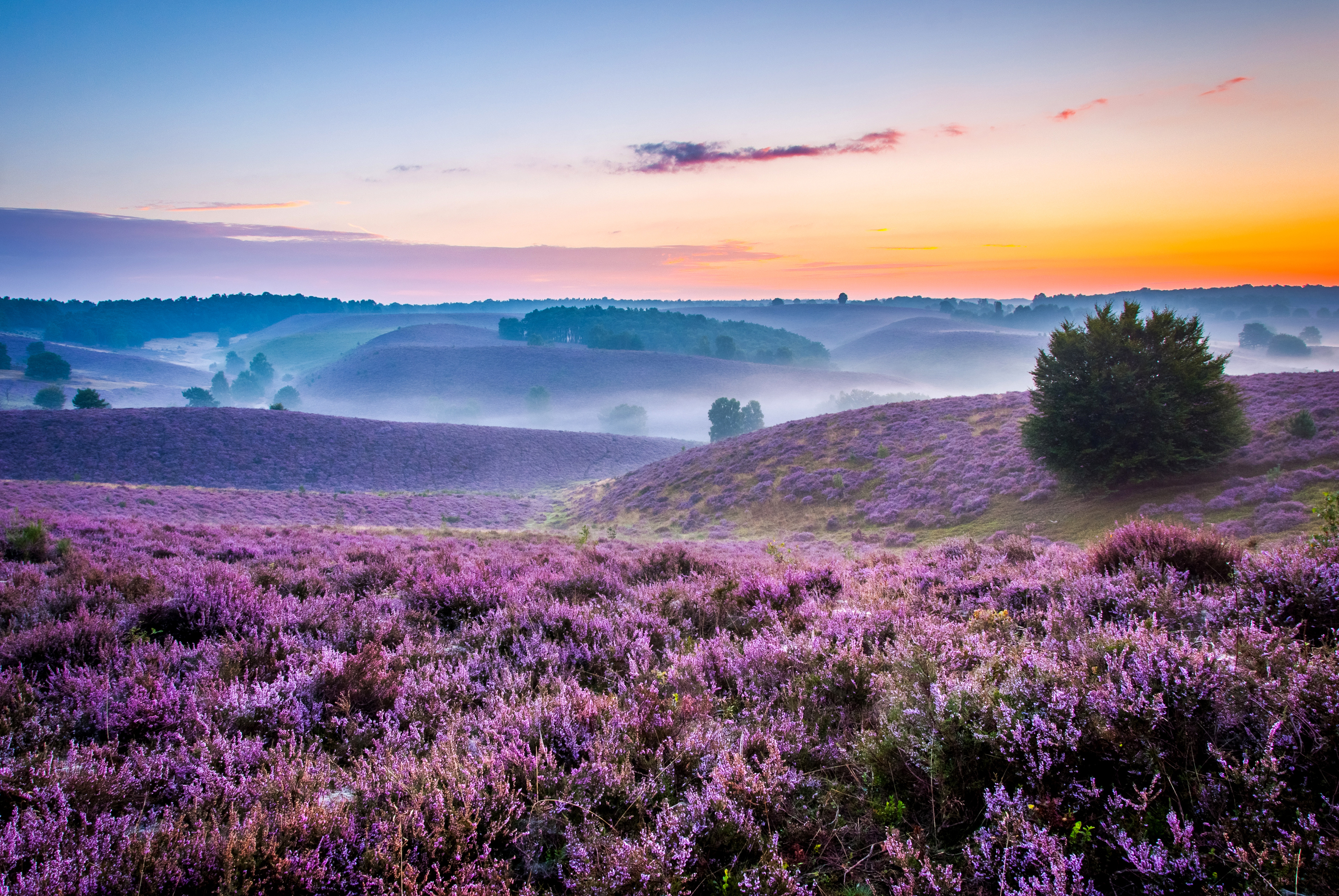 Purple Heather Fields and Fog at Sunset 4K HD Wallpaper