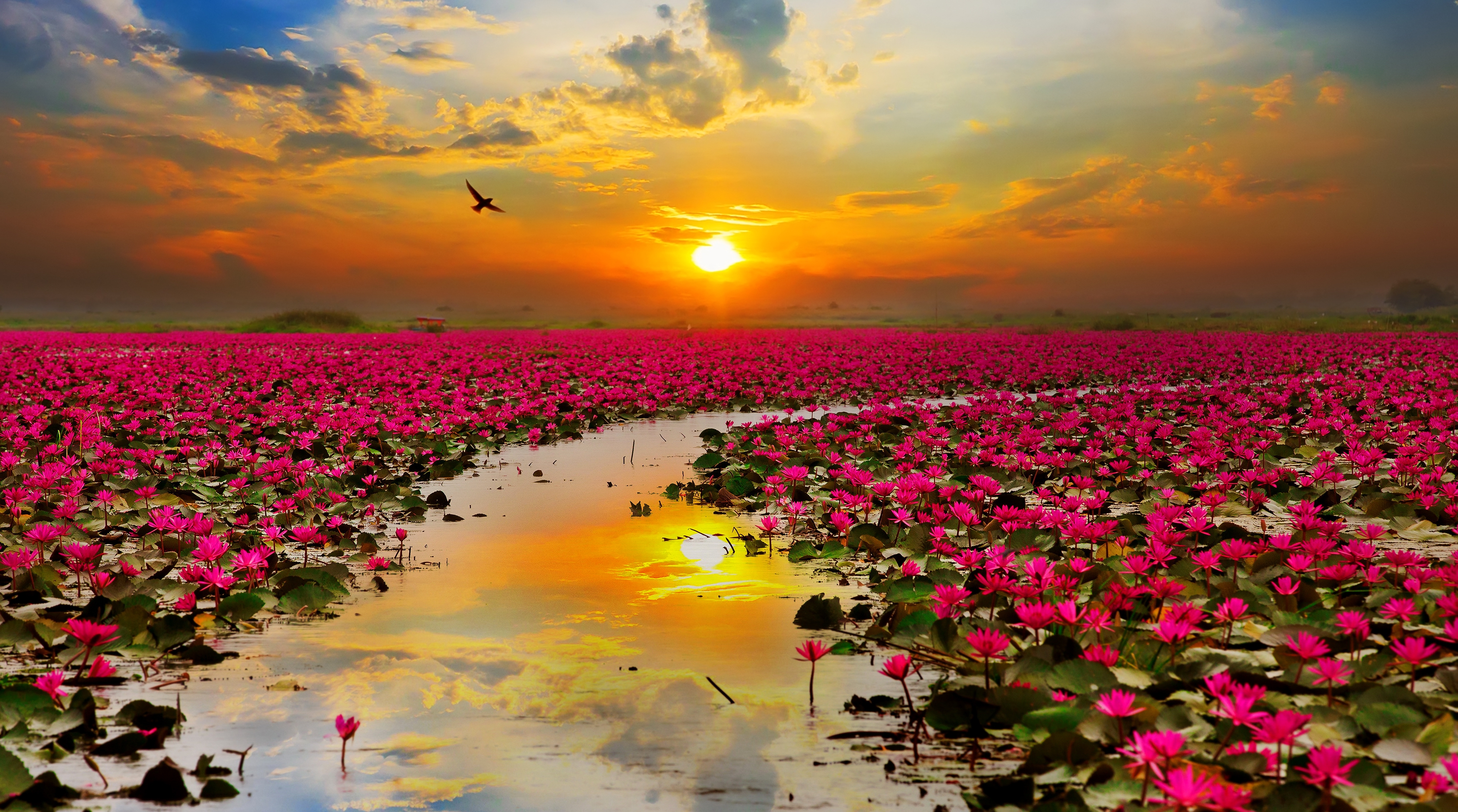 Pink Lotus Flowers Field at Sunset HD Wallpaper