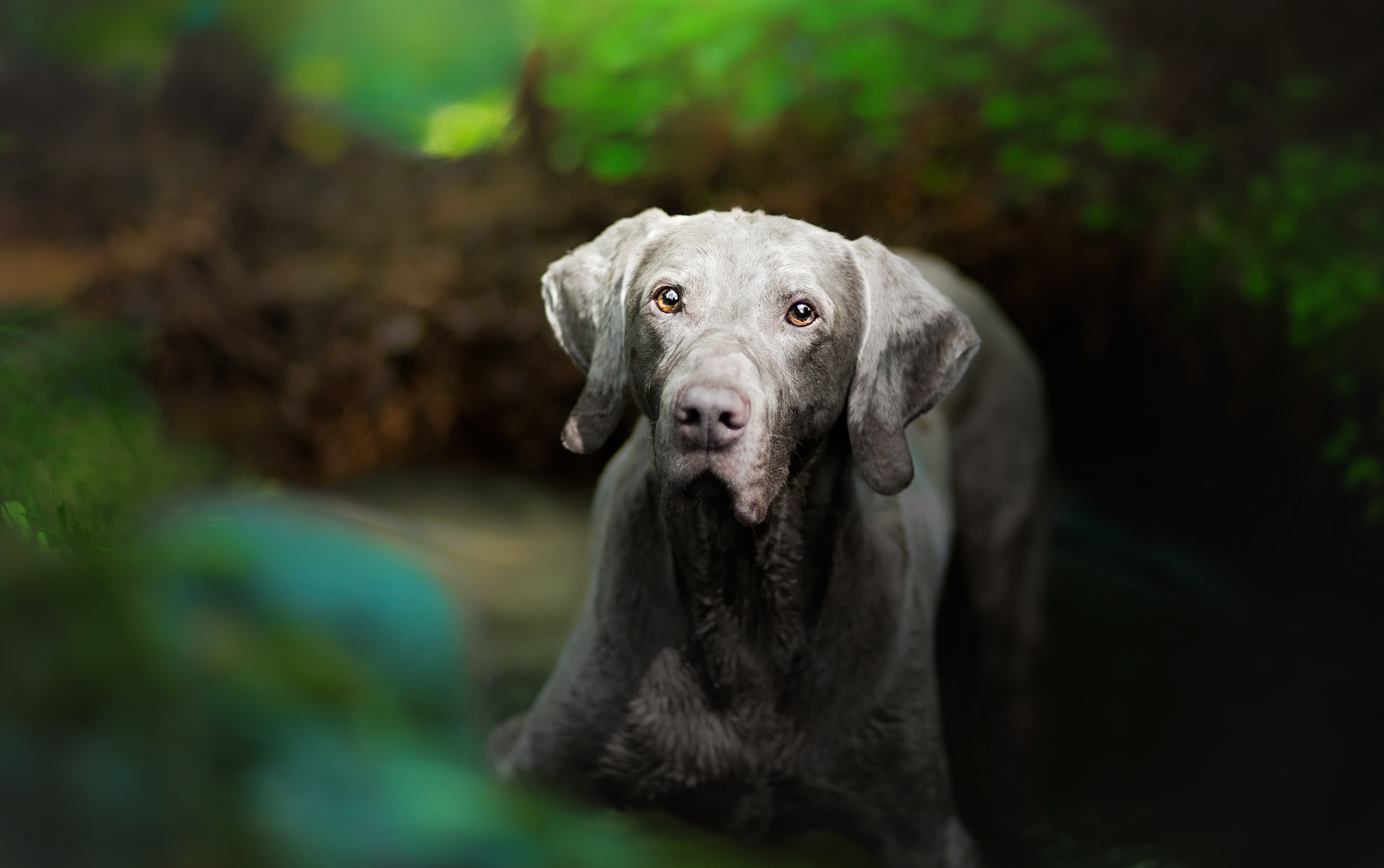 Weimaraner dog in a forest setting, 4K HD Wallpaper