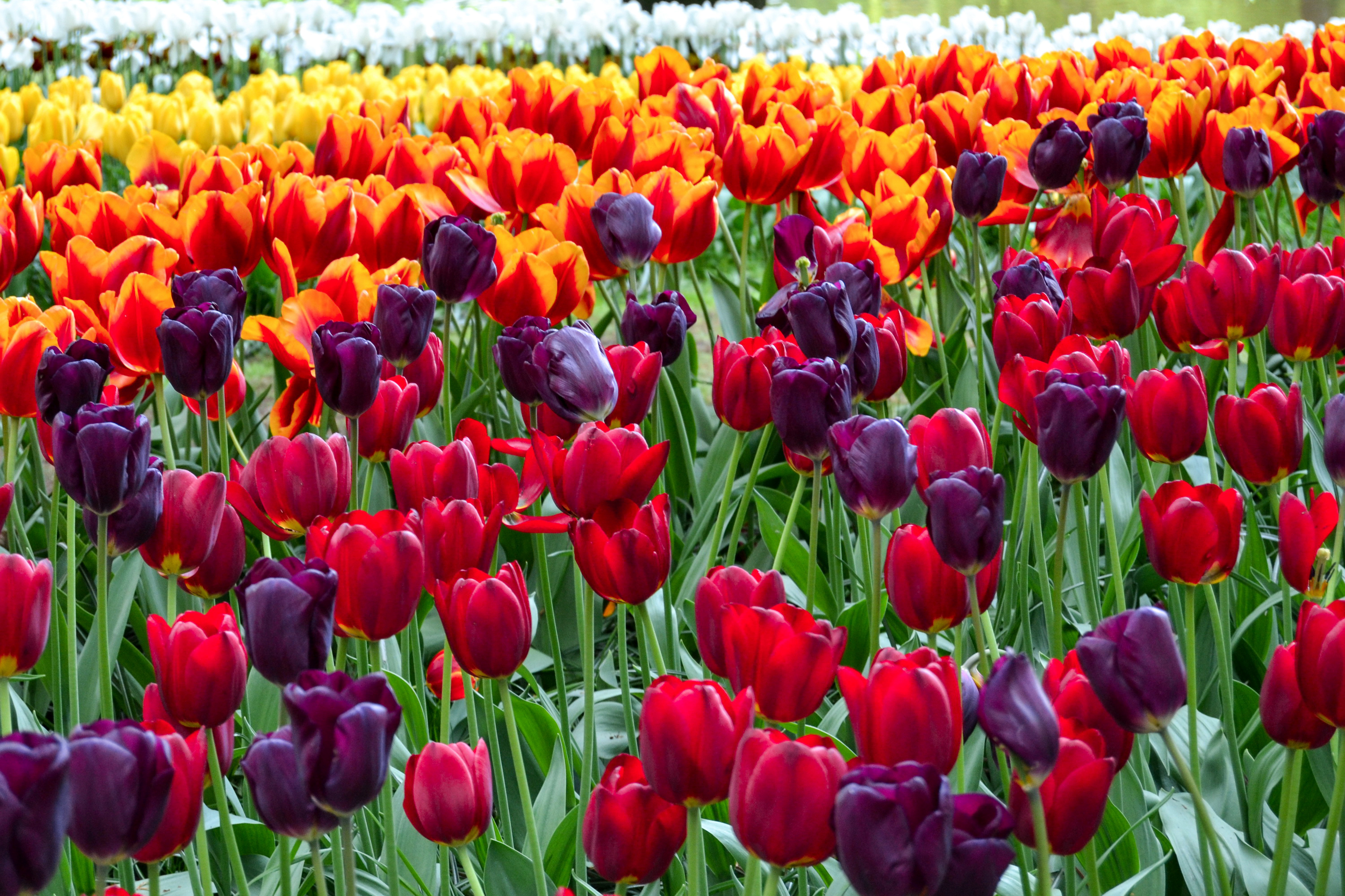 Field of Colorful Tulips HD Wallpaper