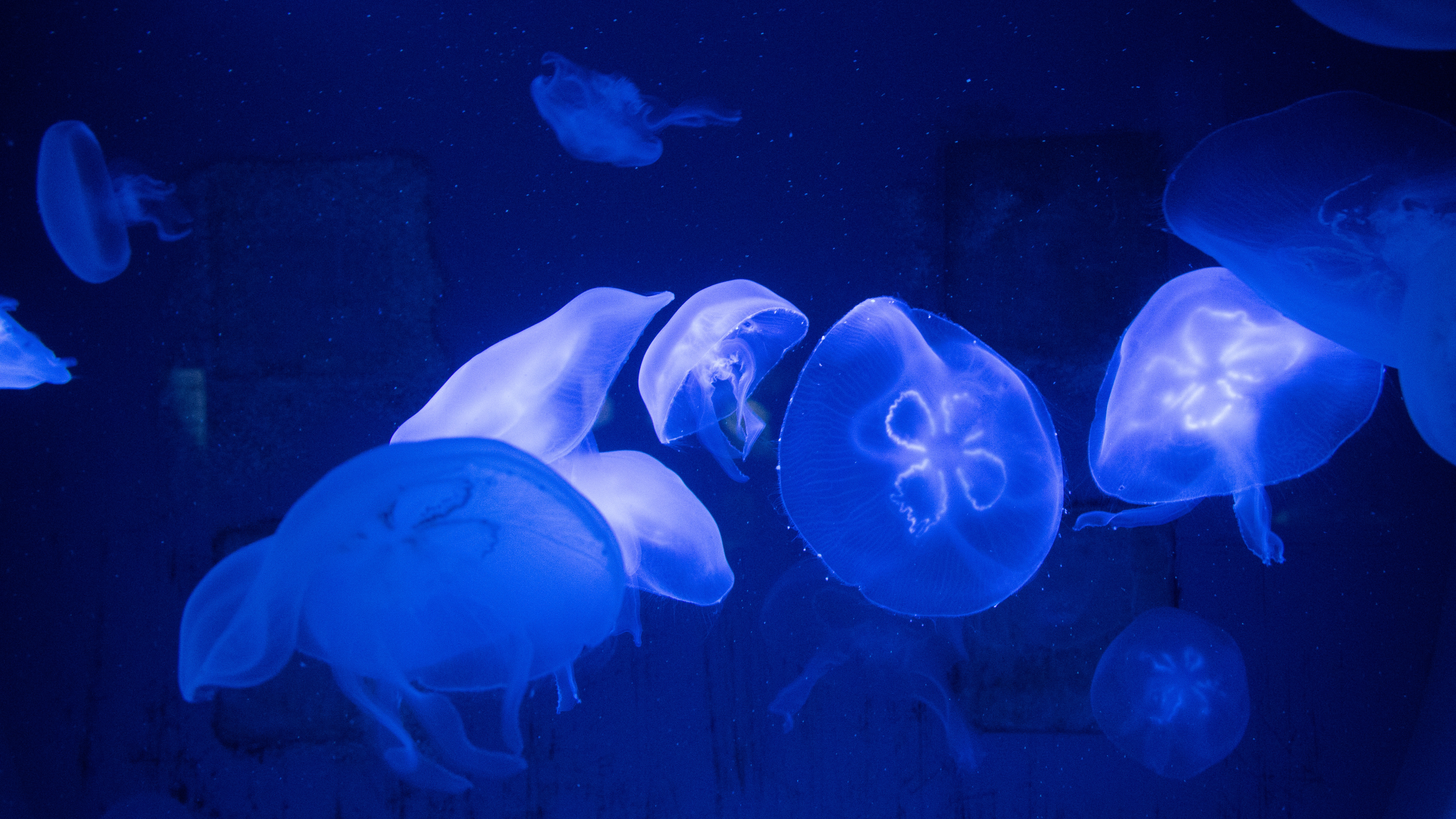 Jellyfish in blue light HD Wallpaper