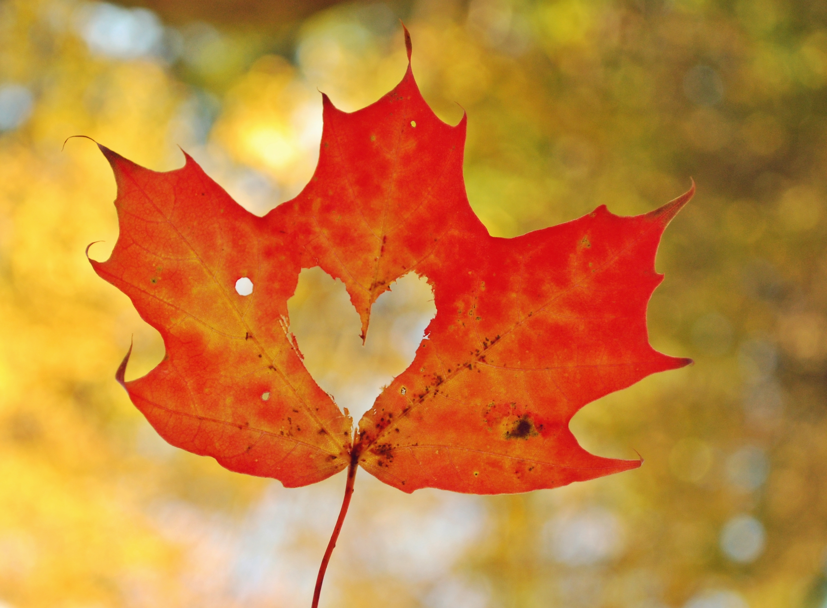 Maple leaf with a heart shape cutout HD Wallpaper