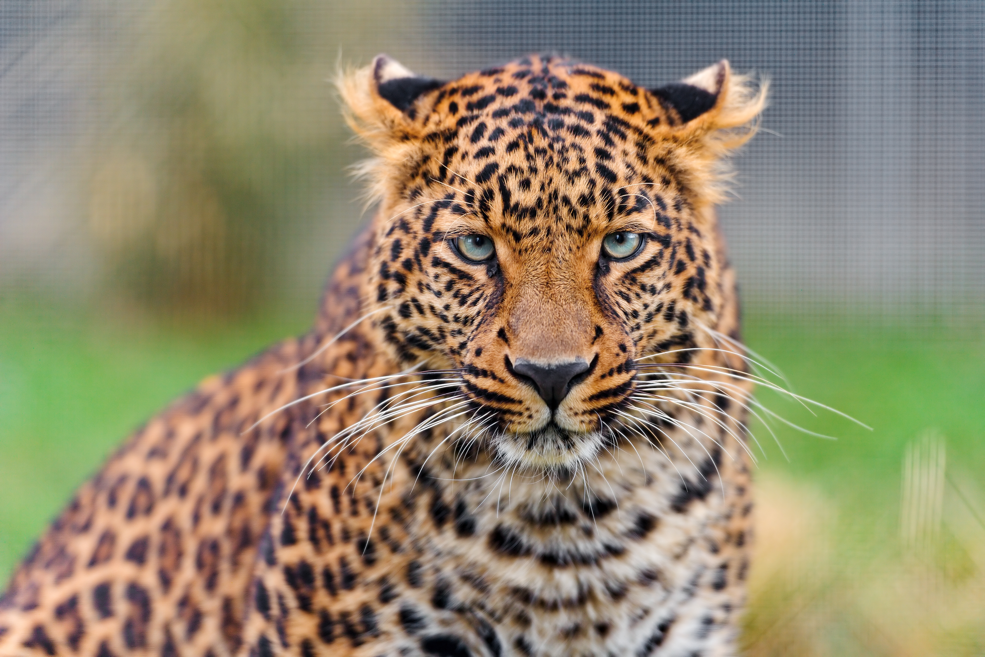 Close-up of a young leopard in 4K HD Wallpaper