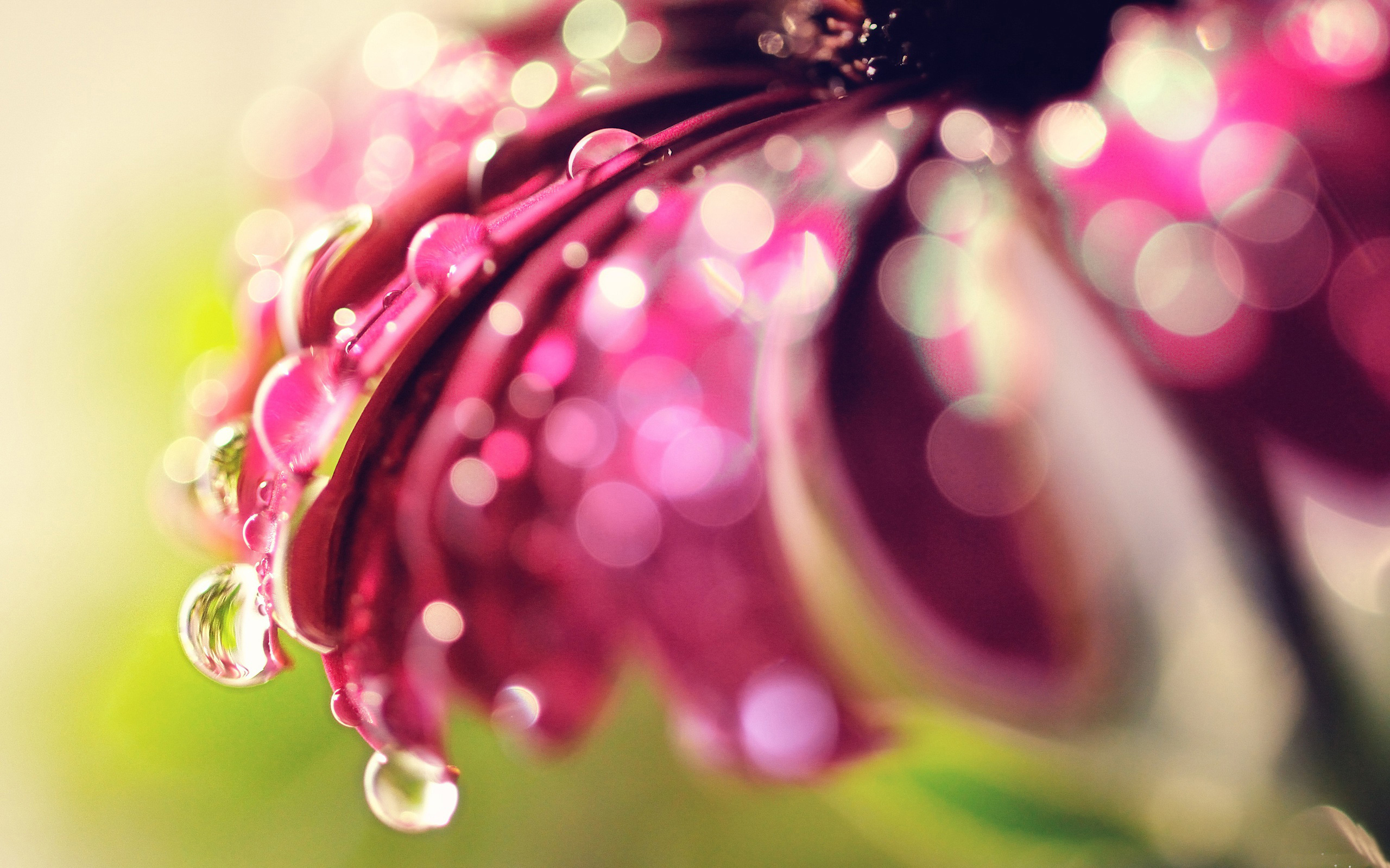 Close-up of a purple flower with water droplets and bokeh HD Wallpaper