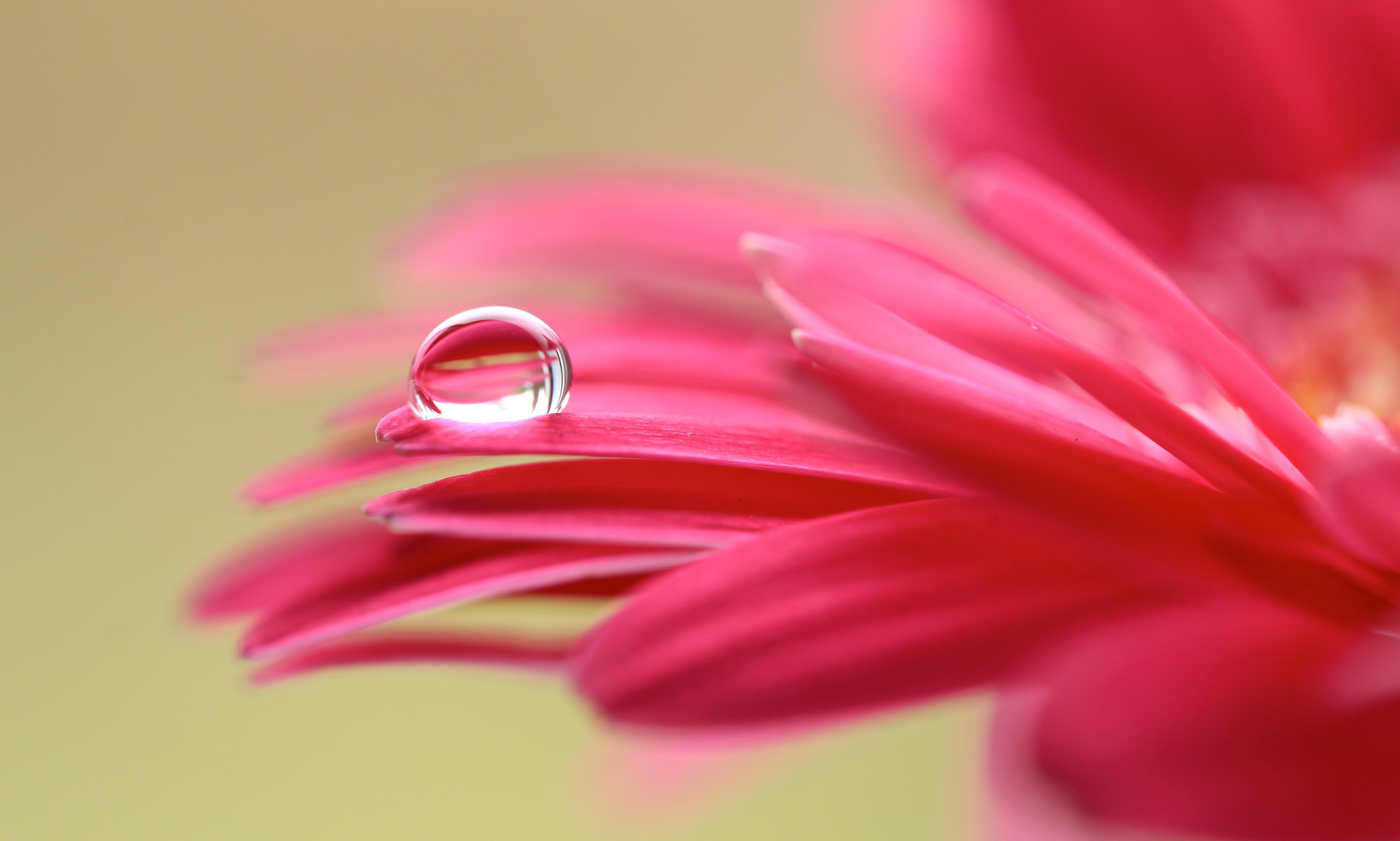 Macro shot of a water droplet on pink flower petals HD Wallpaper