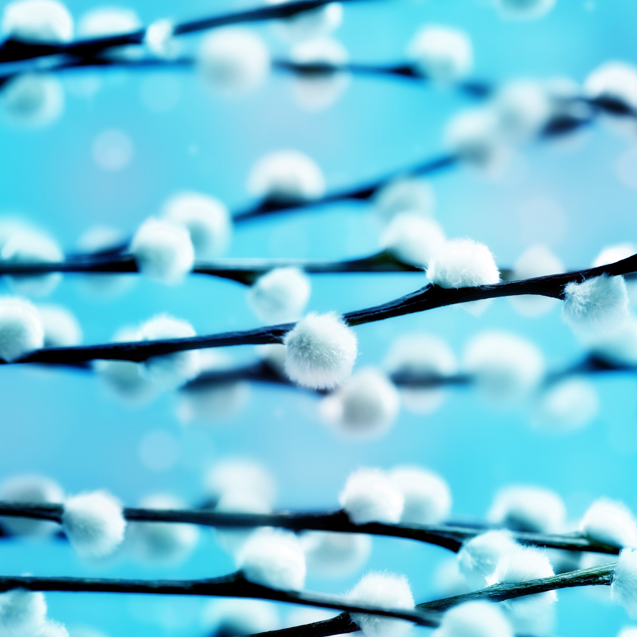 Macro view of pussy willow branches with soft white buds HD Wallpaper