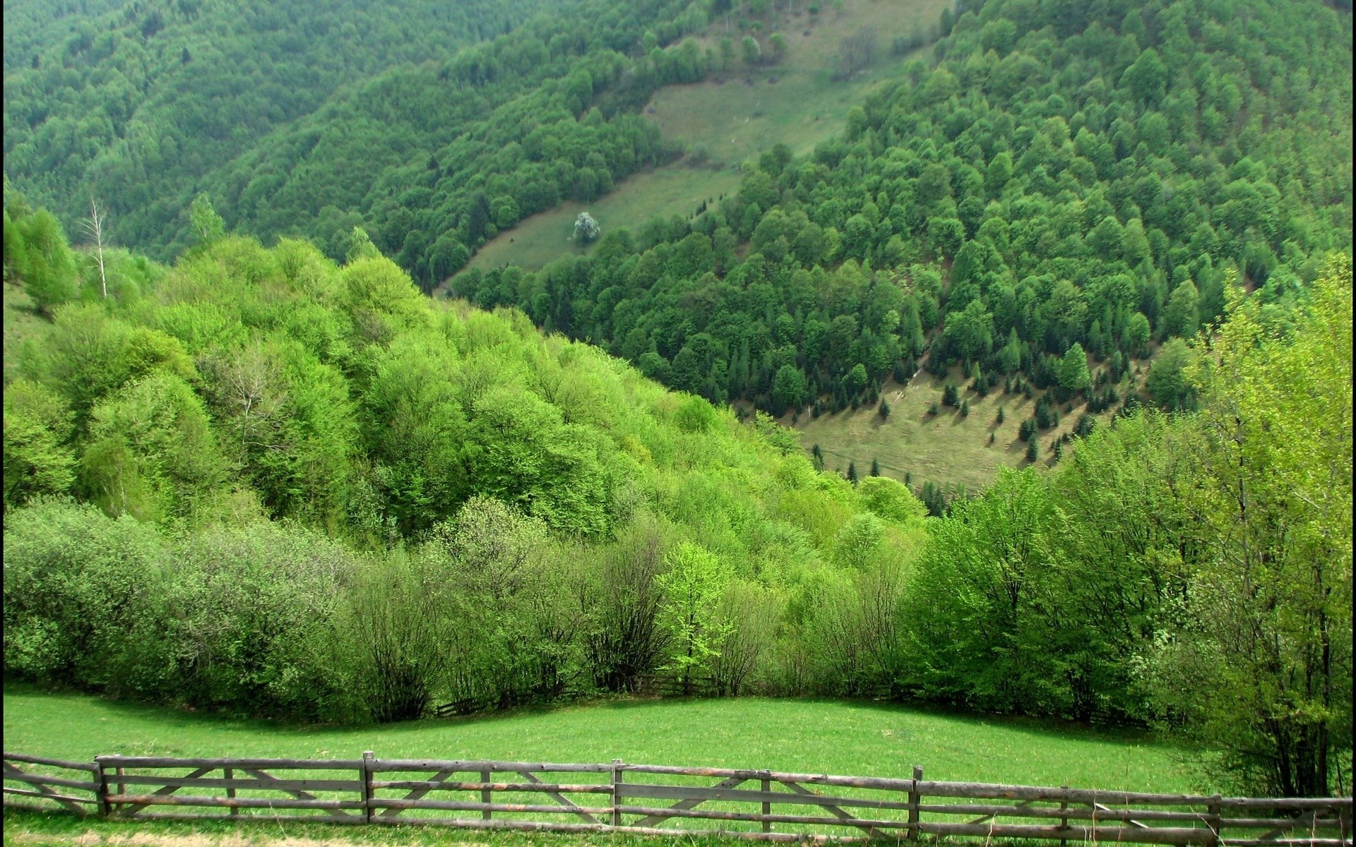 Green forest on rolling hills with a wooden fence HD Wallpaper