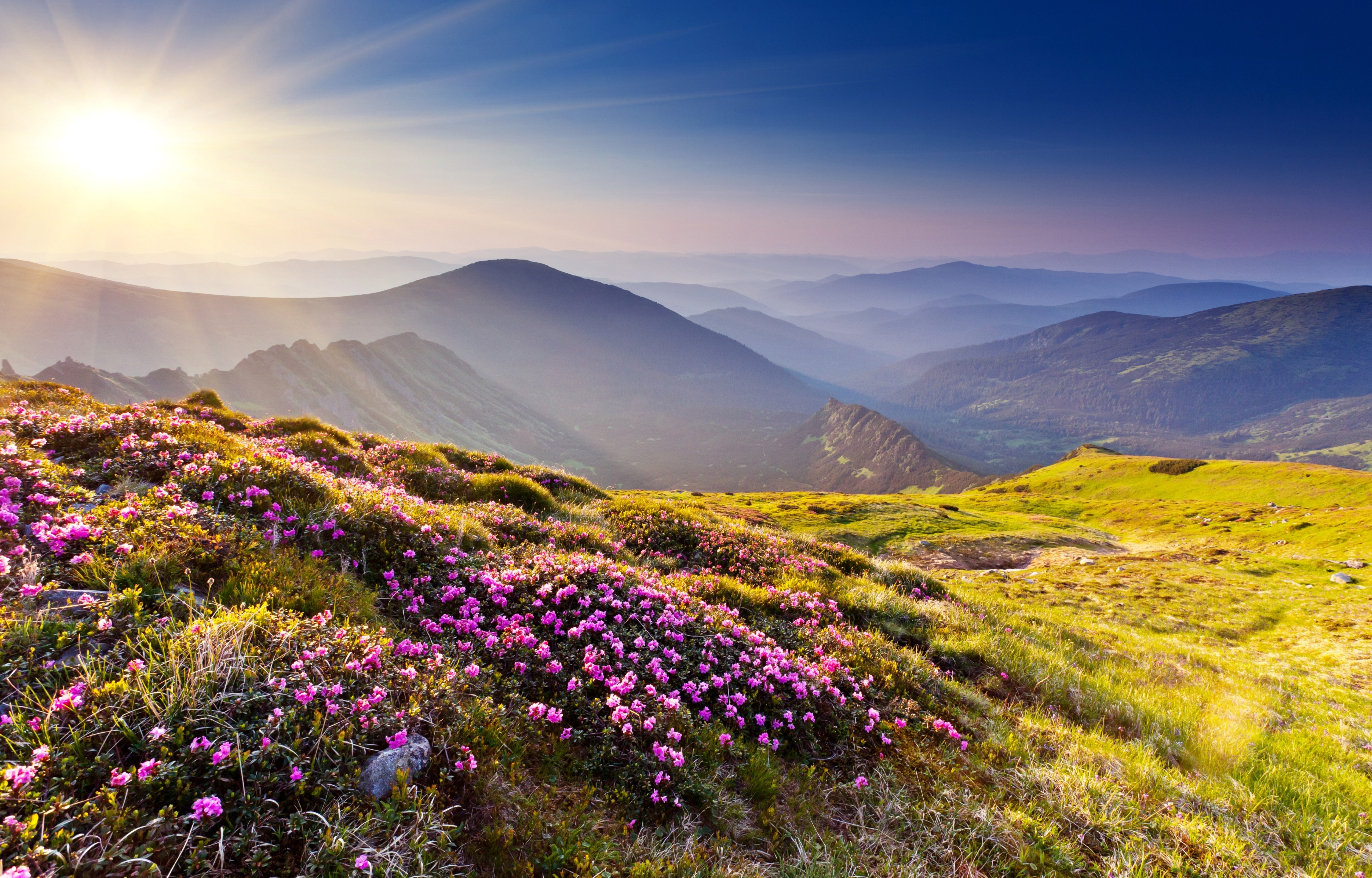4K Rhododendron flowers in summer mountains at sunset HD Wallpaper