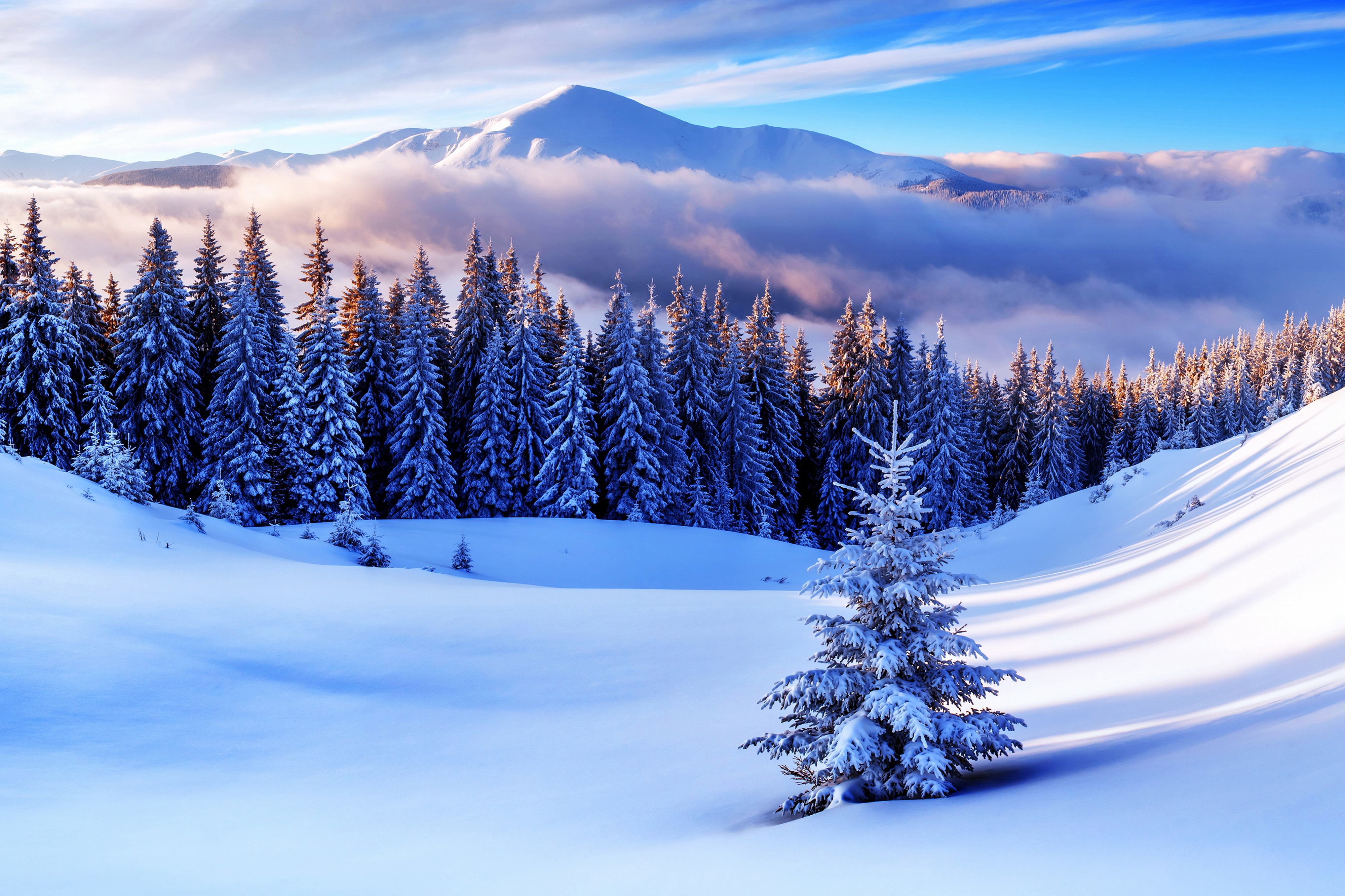 Winter forest with snow-covered pine trees and mountains HD Wallpaper