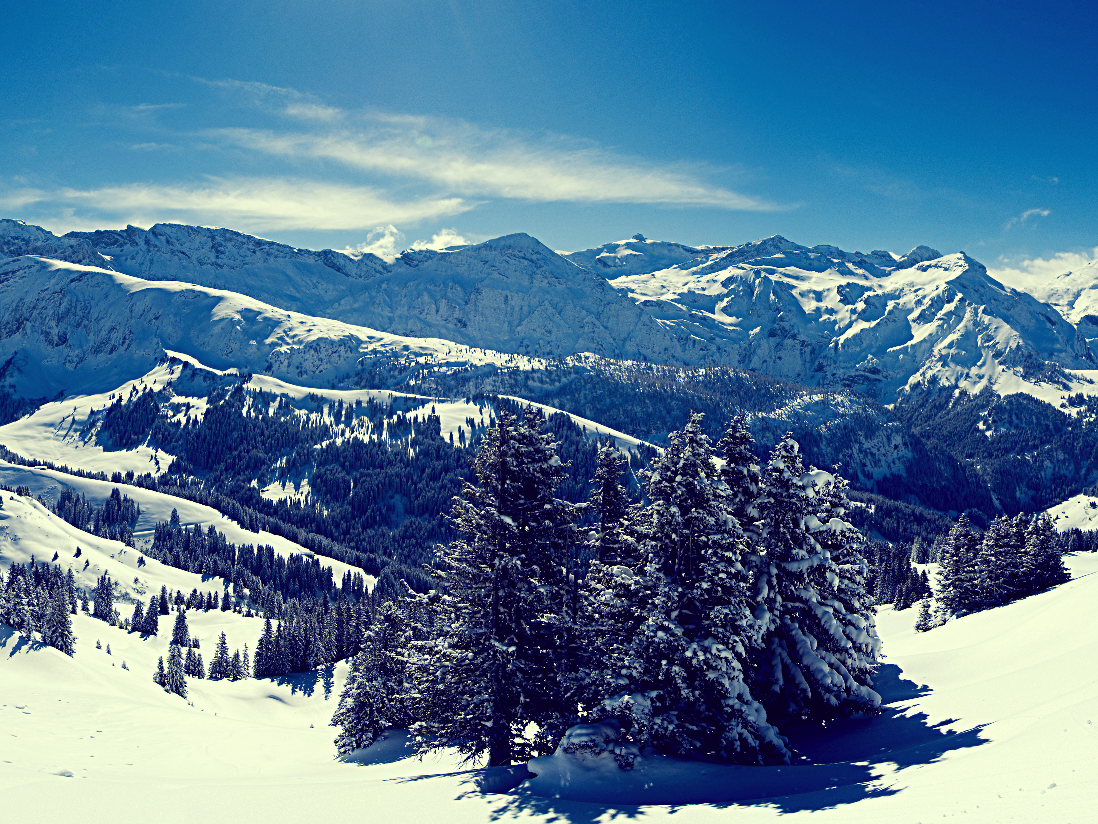 Snowy mountains with pine trees under a blue sky HD Wallpaper